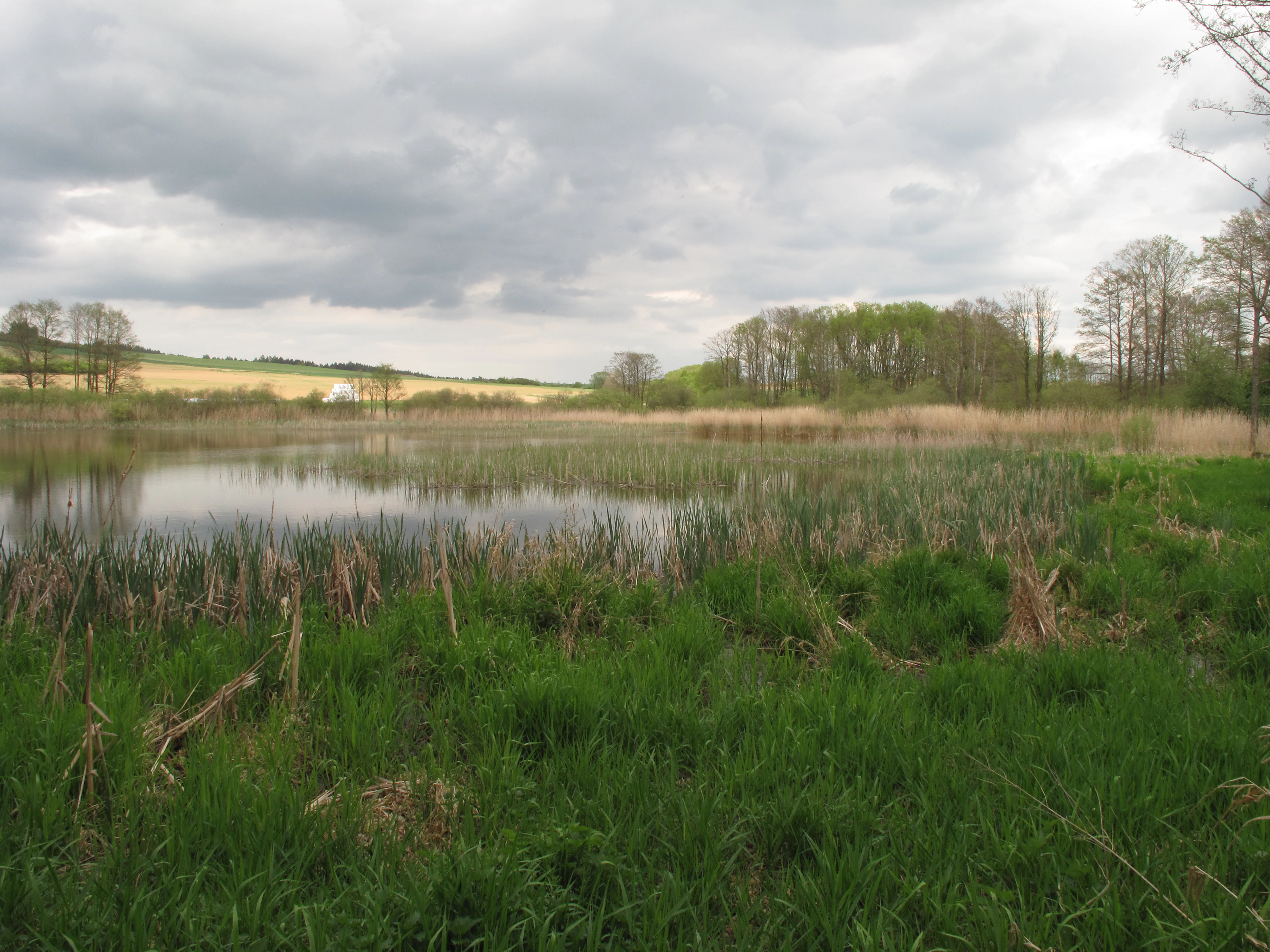 A wide view of a pond with reeds in the foreground and a line of trees in the background under a cloudy sky.
