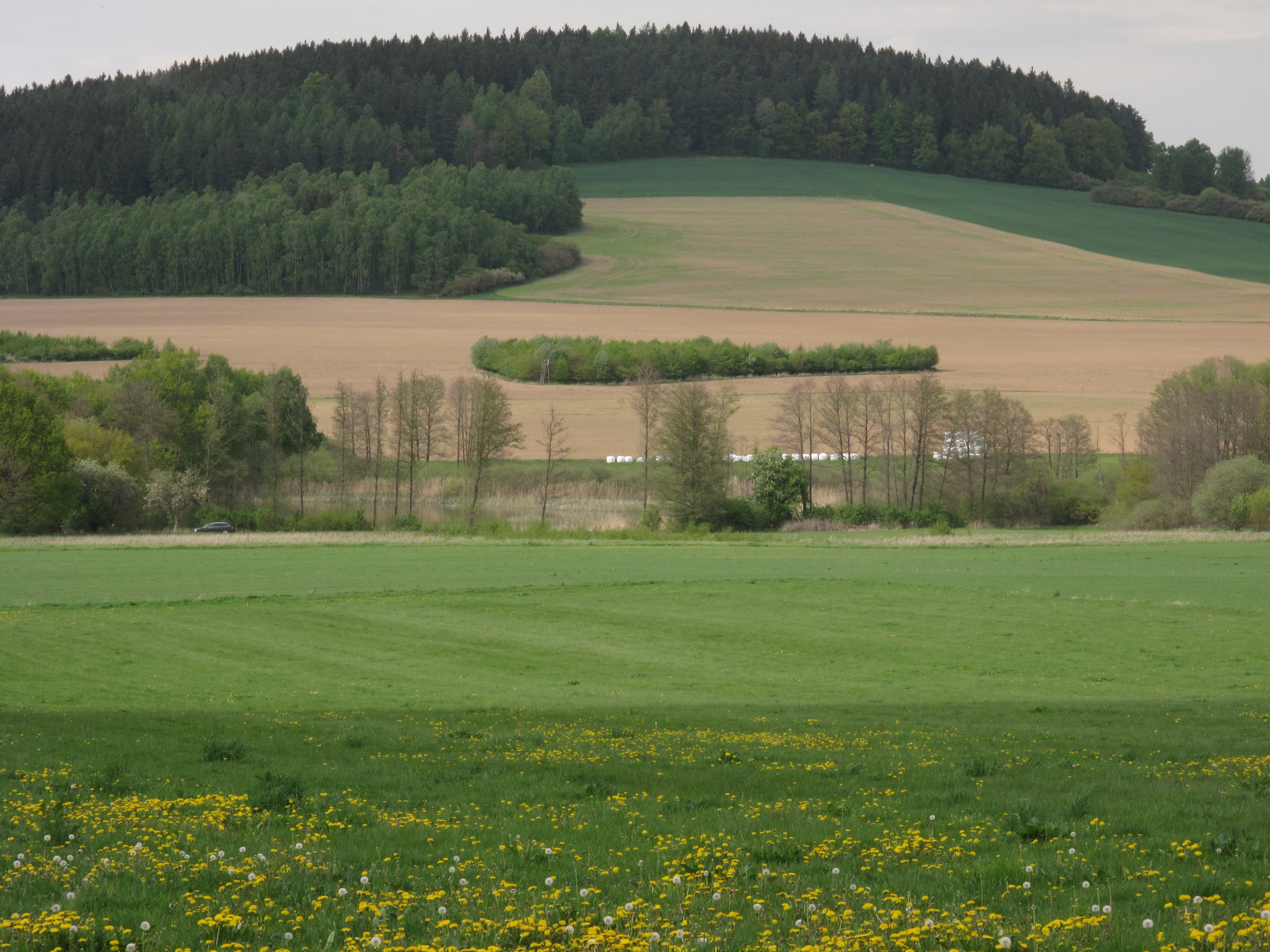 Wide landscape shot showing a meadow with yellow wildflowers in the foreground, leading to cultivated fields, a row of deciduous trees, and a dark green forested hill in the background under an overcast sky.