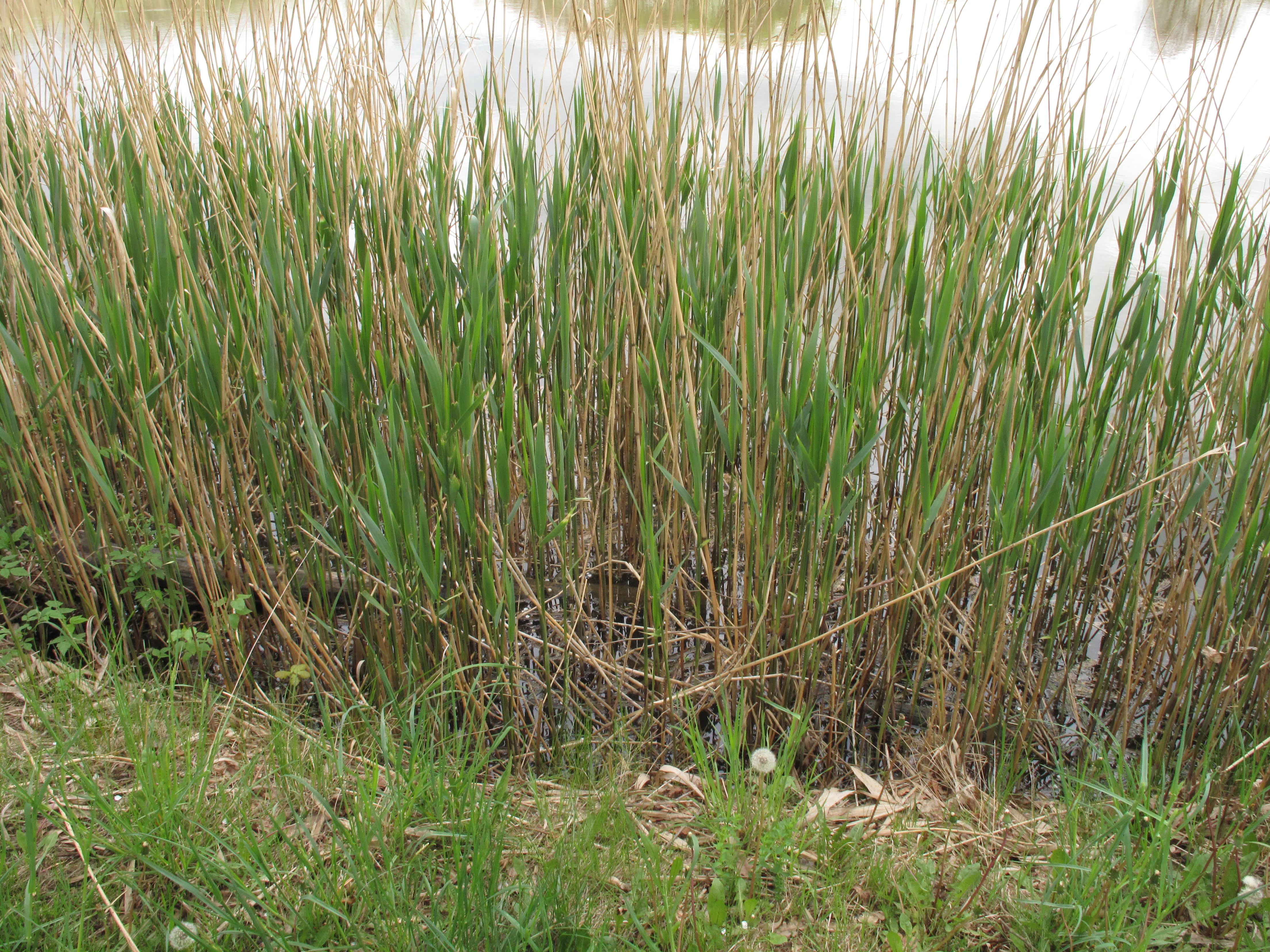 A close up view of tall green and brown reeds growing at the water edge of a pond, with grassy bank in the immediate foreground.