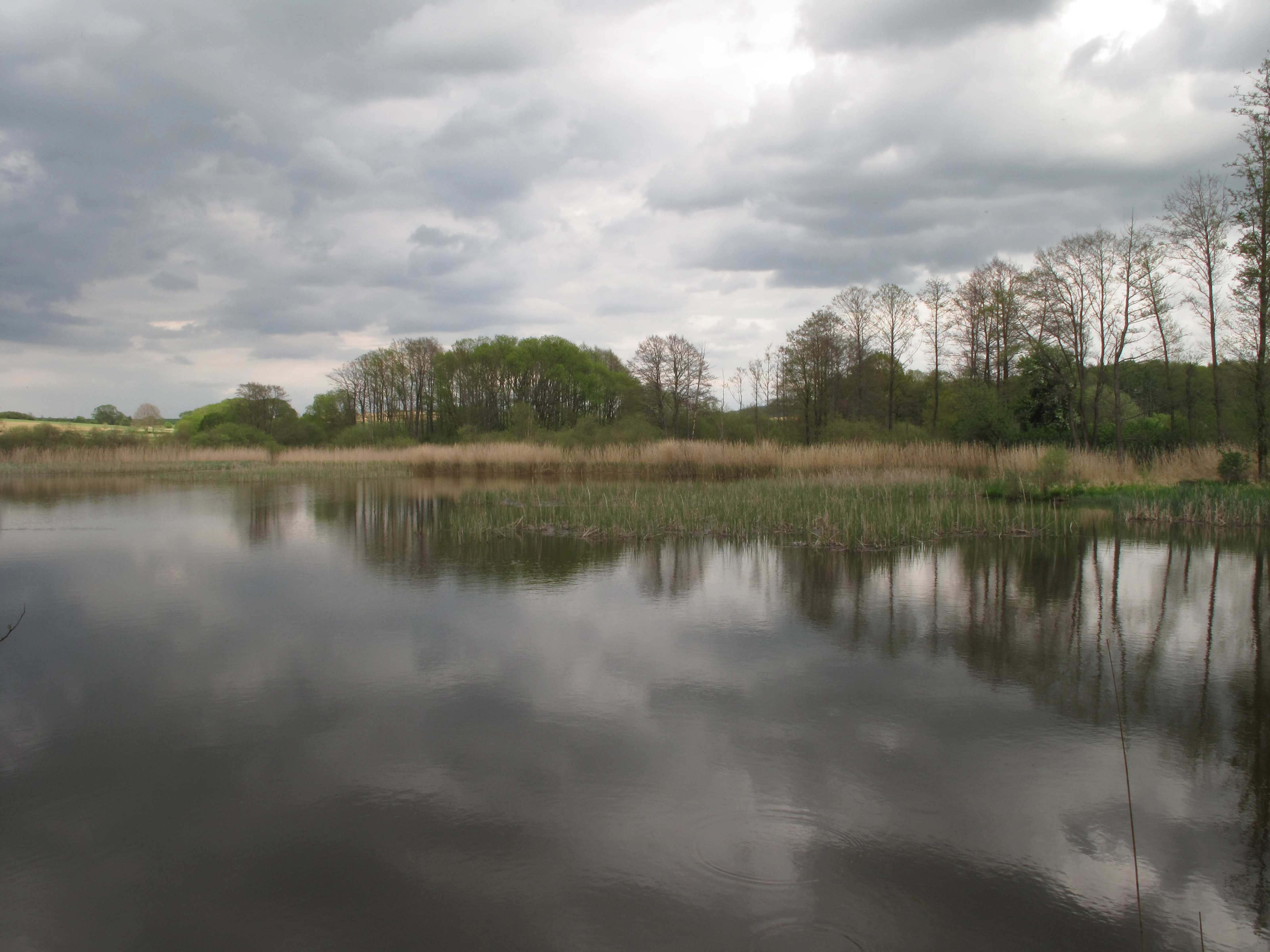 A calm pond reflecting a cloudy sky, surrounded by marshy vegetation and thin trees in a rural landscape.