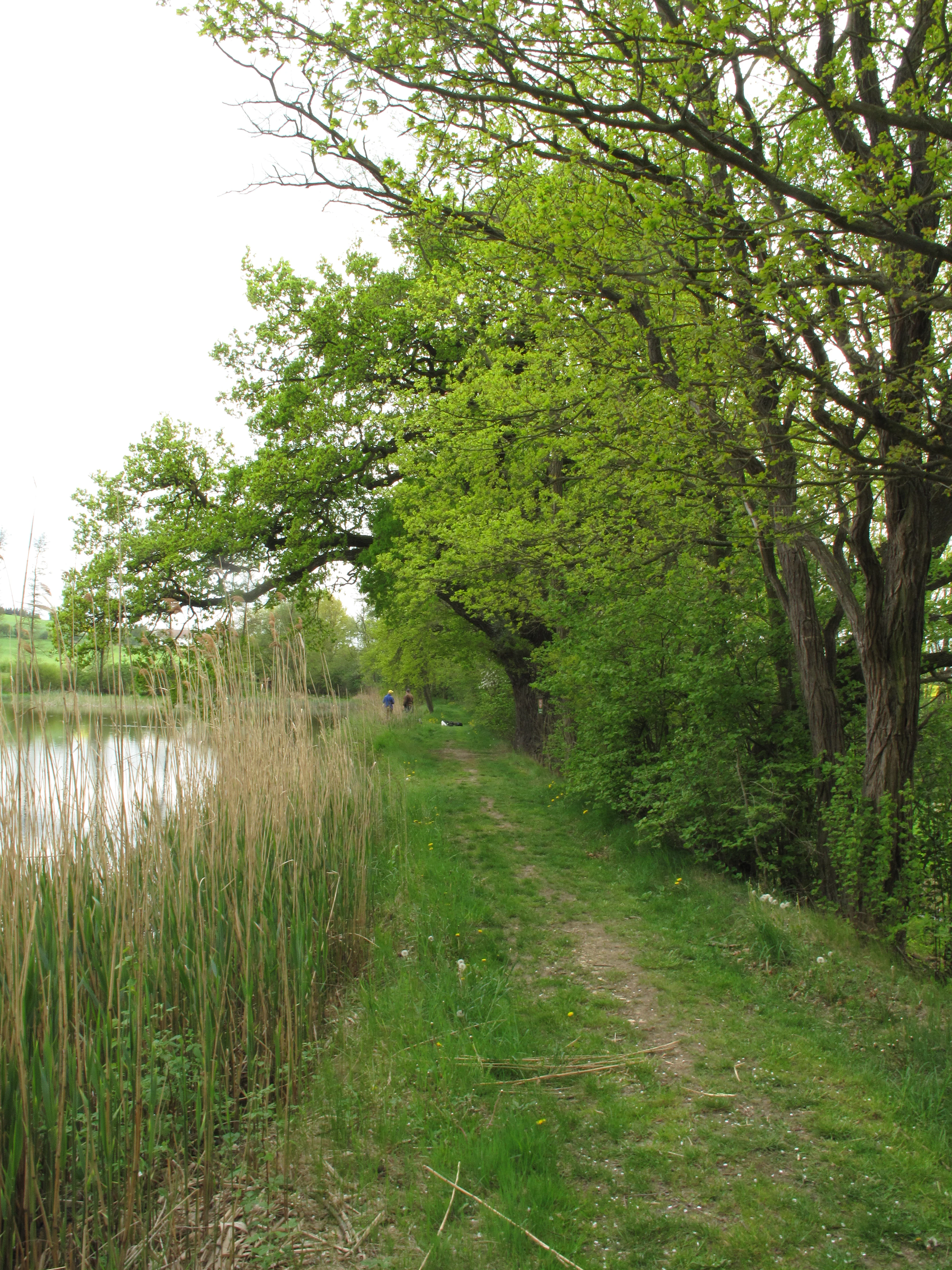 A narrow dirt trail follows the shoreline of a pond, bordered by tall reeds on the left and a lush, green deciduous forest on the right.