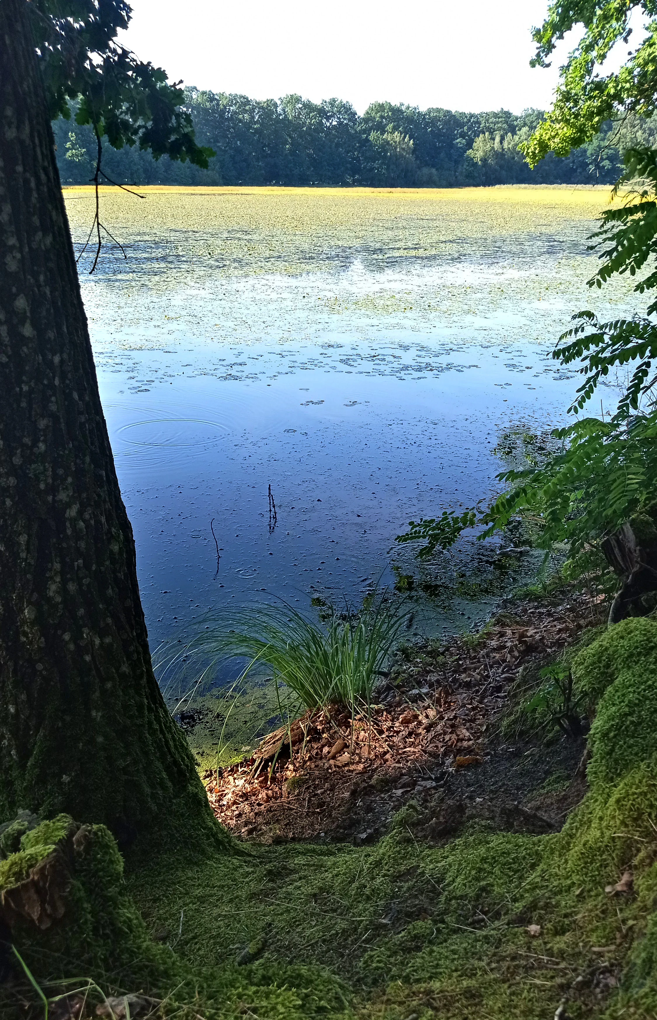 A serene pond framed by trees and mossy banks, with vegetation covering the water surface.