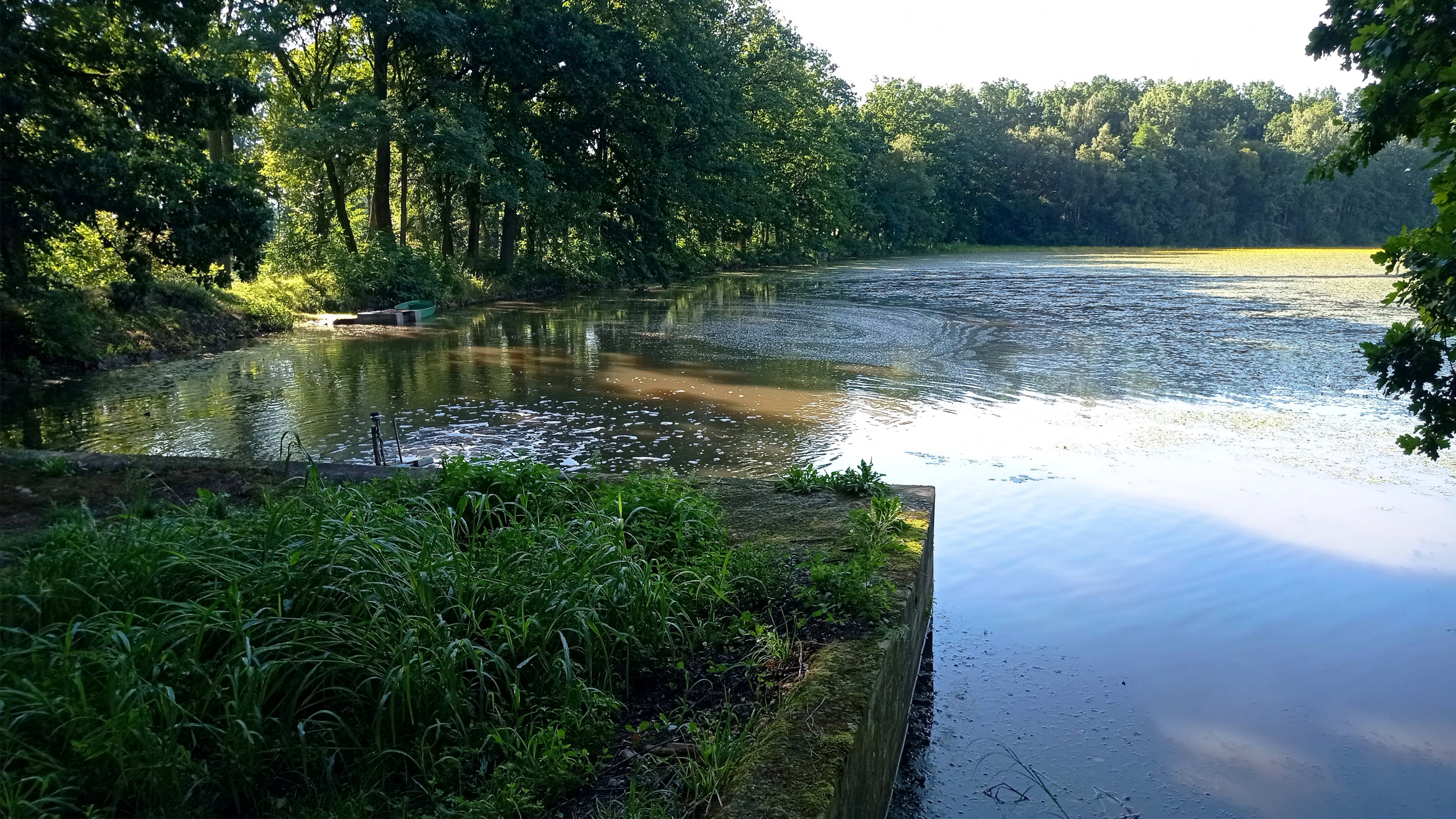 A peaceful, sunlit pond with a concrete embankment in the foreground, surrounded by lush deciduous trees and dense wetland vegetation.