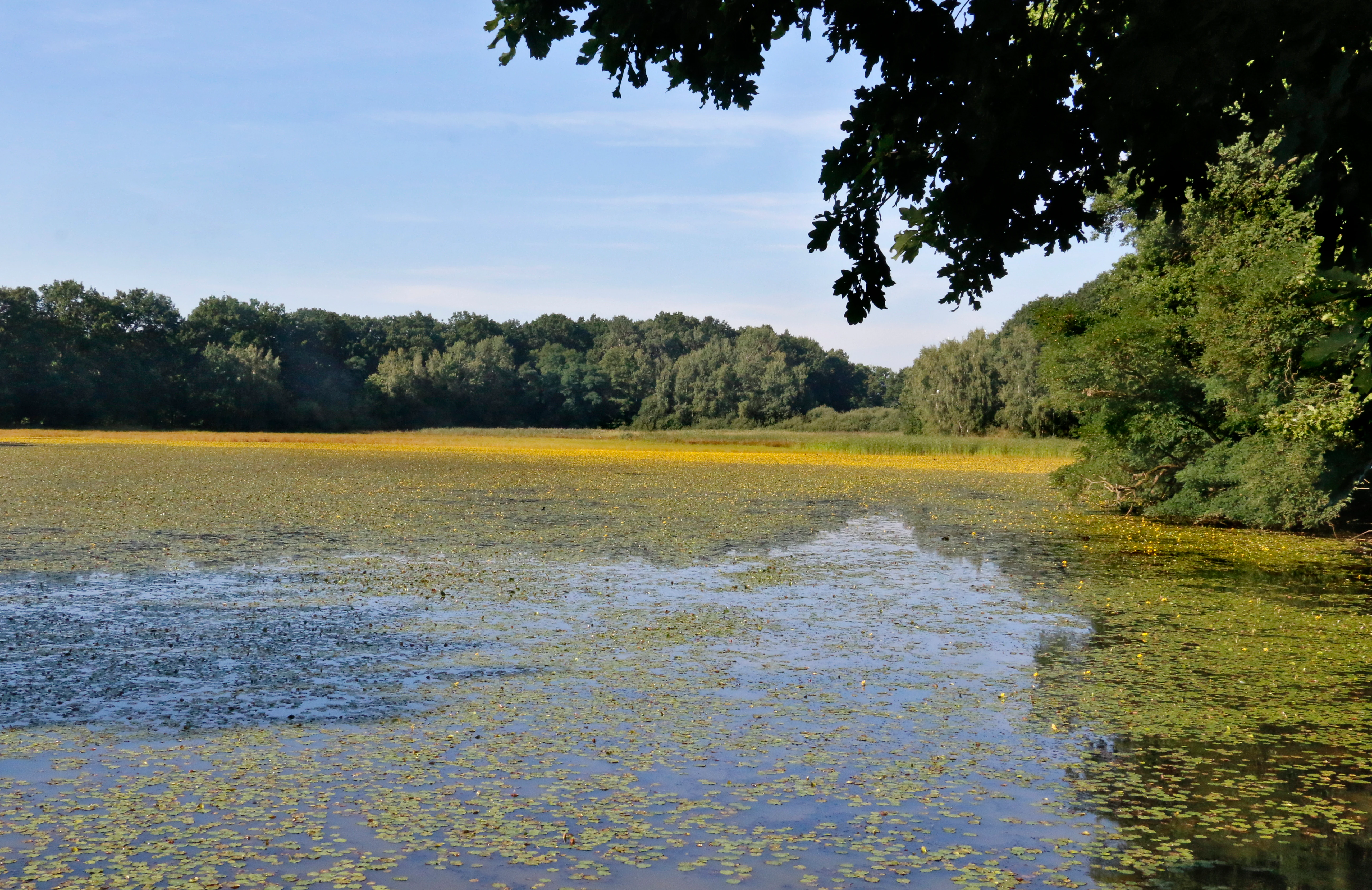 A wide view of Motovidlo pond with a blanket of floating yellow aquatic plants, bordered by dense deciduous forest under a clear sky.