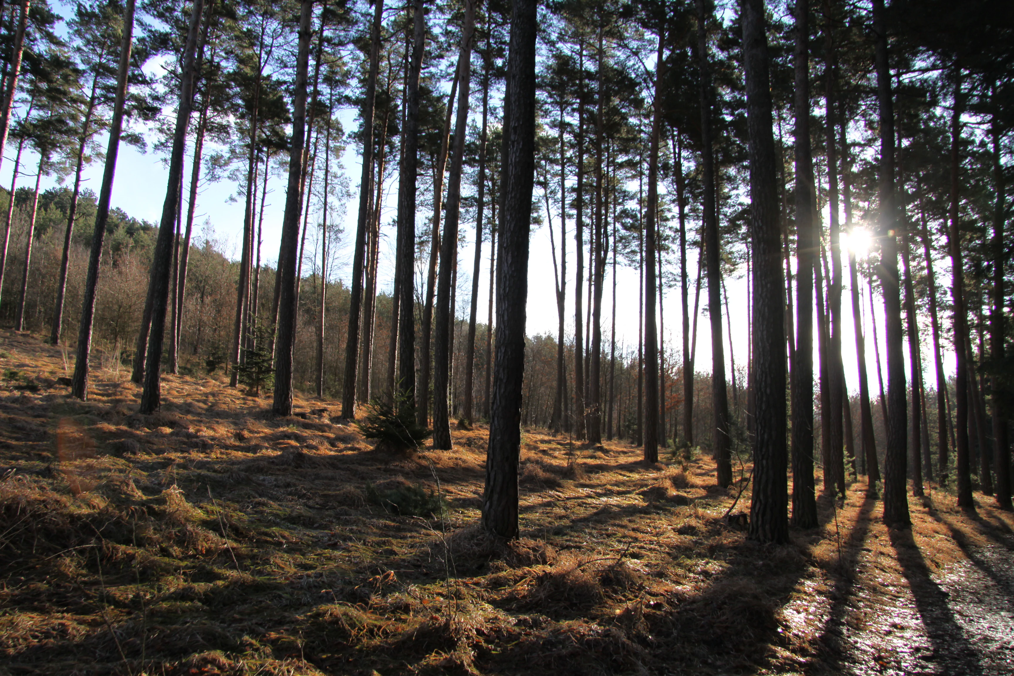 A sunlit pine forest with tall trees casting long shadows across a brown, grassy ground.