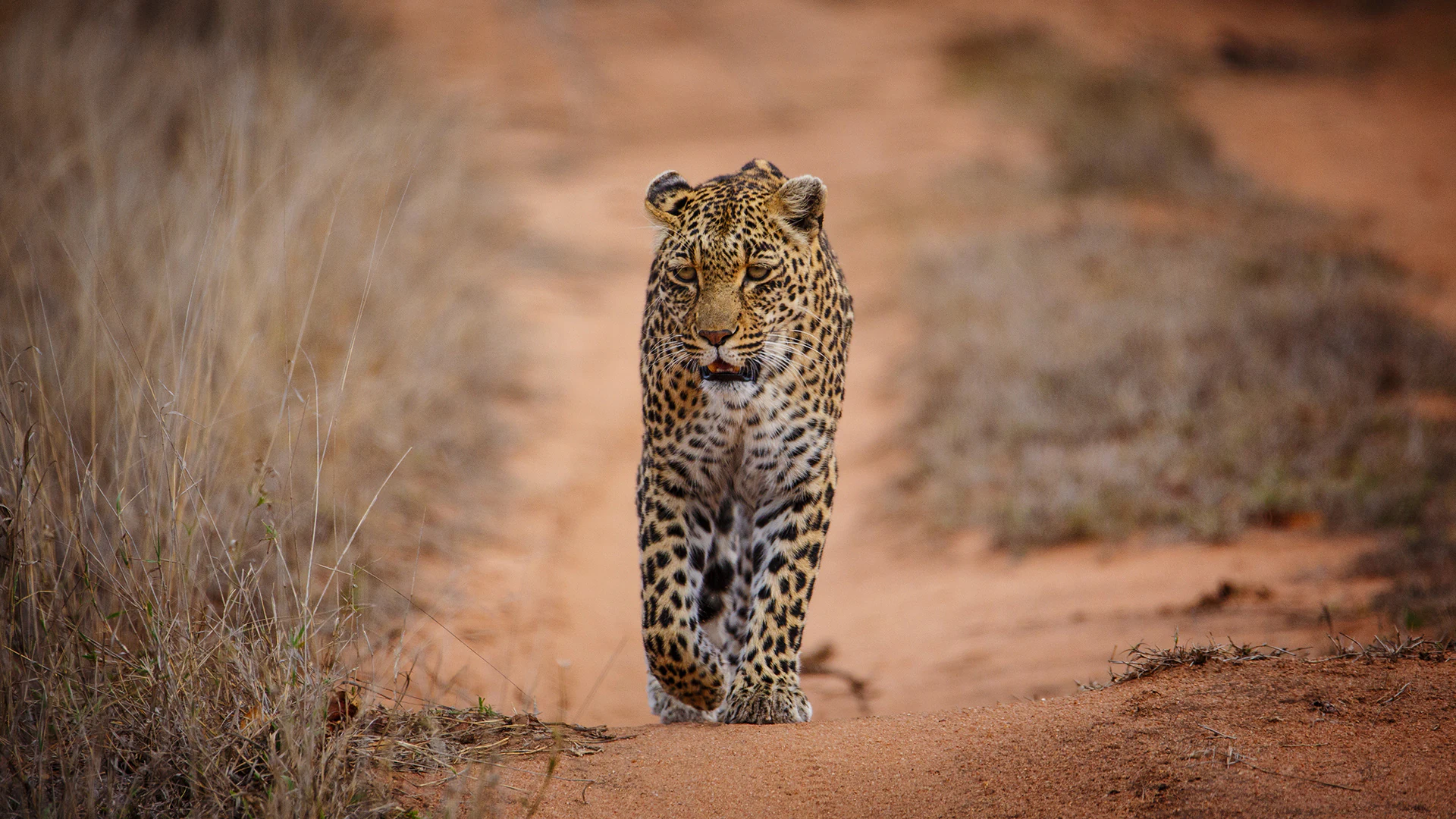 A spotted African leopard walks directly toward the camera along a dry, dusty dirt path bordered by dry grasses.