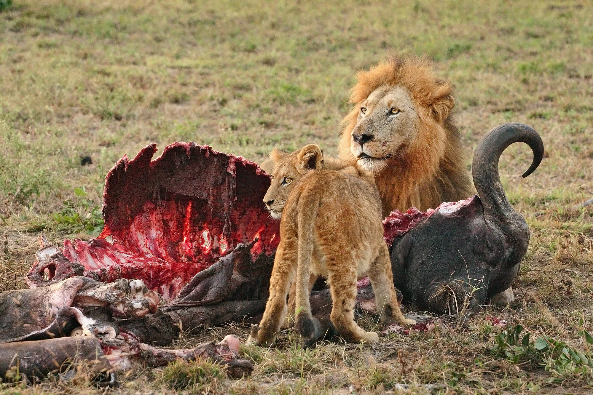 A large male lion with a full mane and a younger lion cub feeding on the remains of a large animal in a grassy savanna environment.