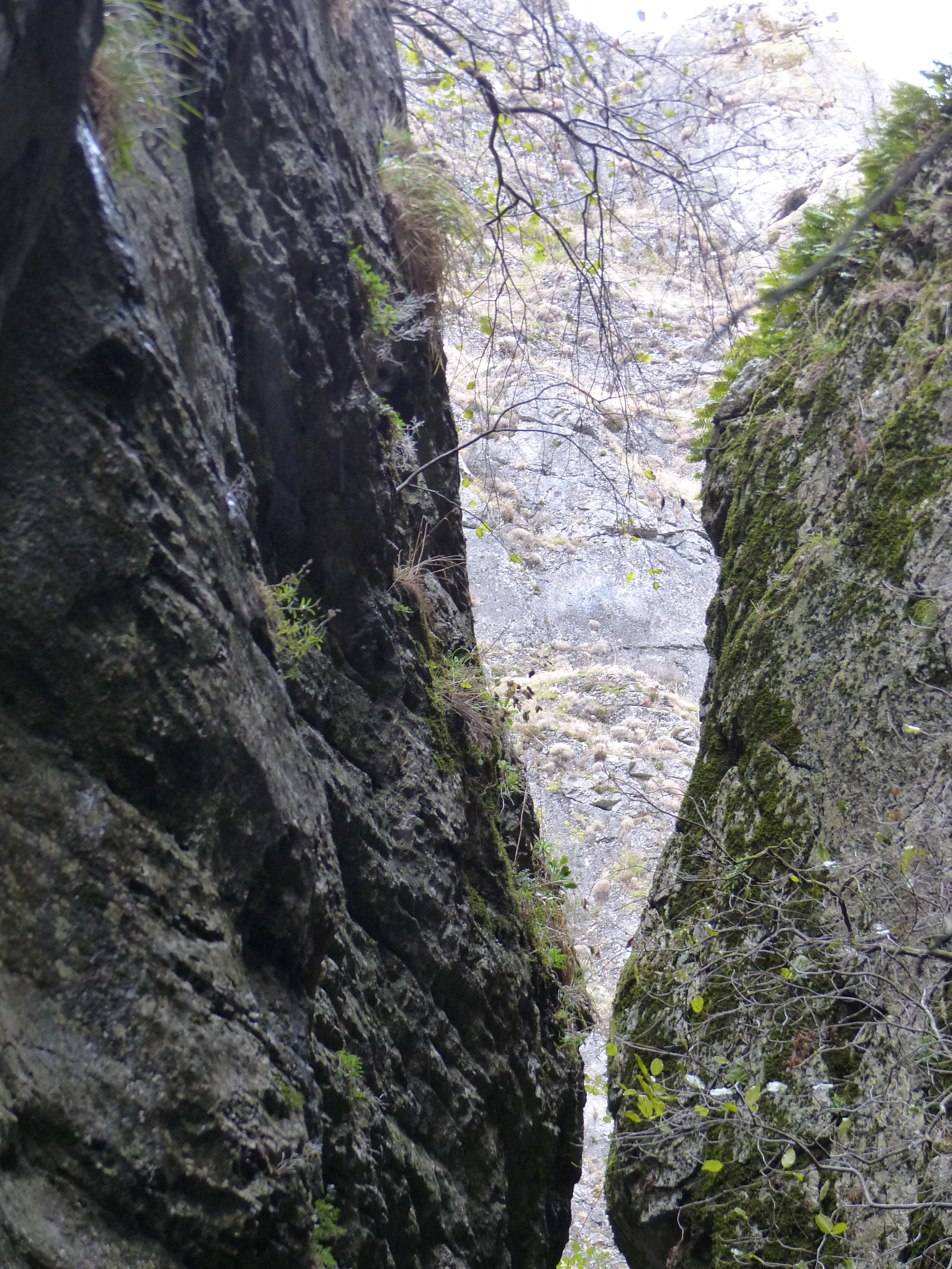 A narrow, vertical view between two towering, mossy limestone rock faces of a canyon, with a glimpse of a stony slope and bare branches in the background.