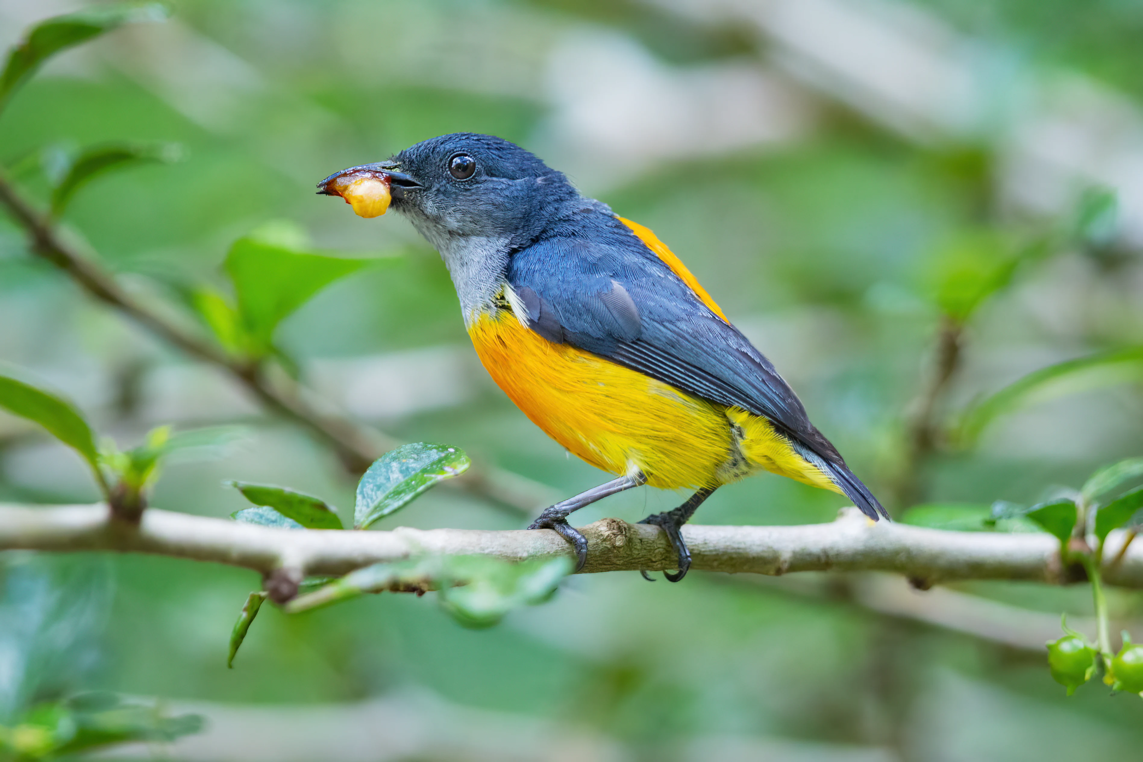 Orange-bellied Flowerpecker bird with blue-gray back and orange belly perched on a branch holding a small berry, surrounded by green leaves