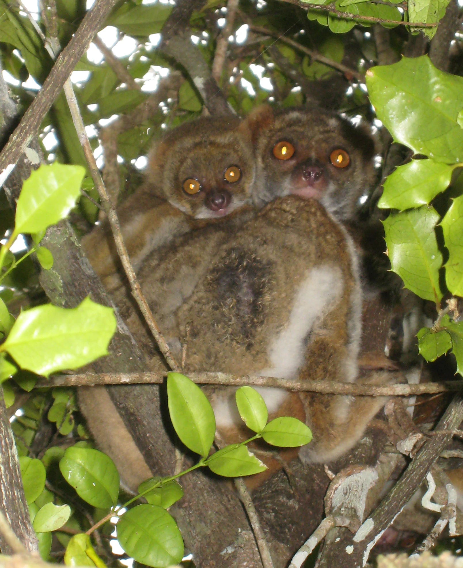 A close-up view of two lemurs, an adult and an infant, nestled together in a tree with green leaves.