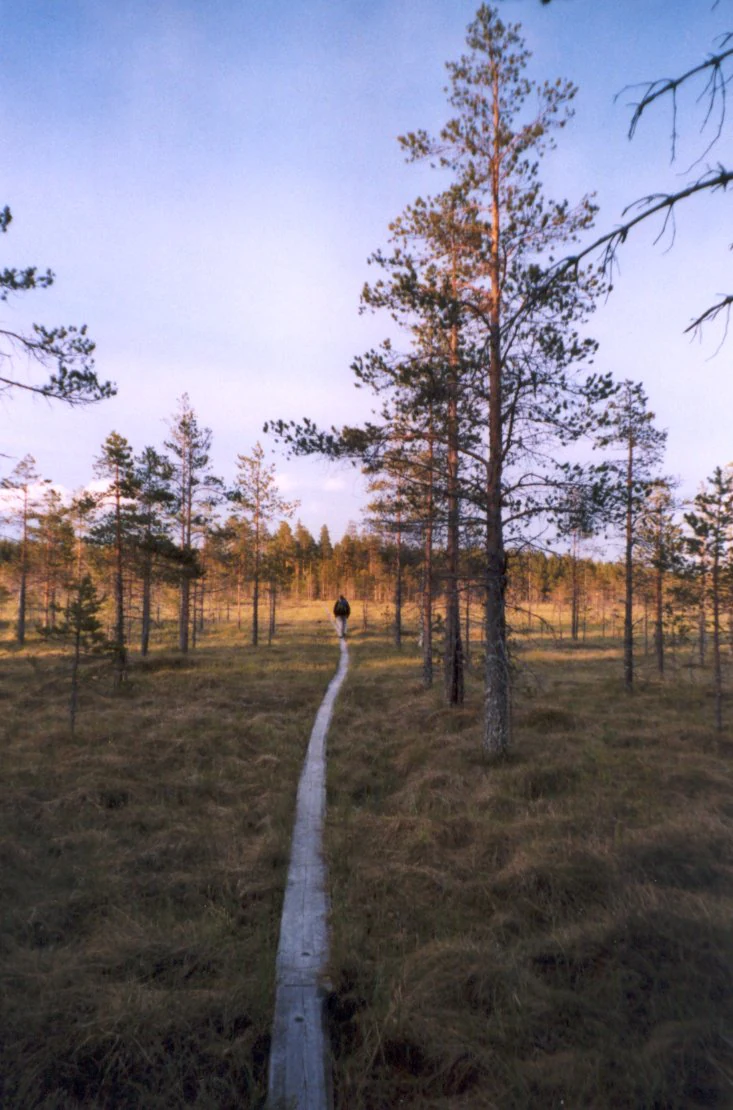 Wooden boardwalk leading through grassy bogland with scattered pine trees and a lone walker under a partly cloudy sky