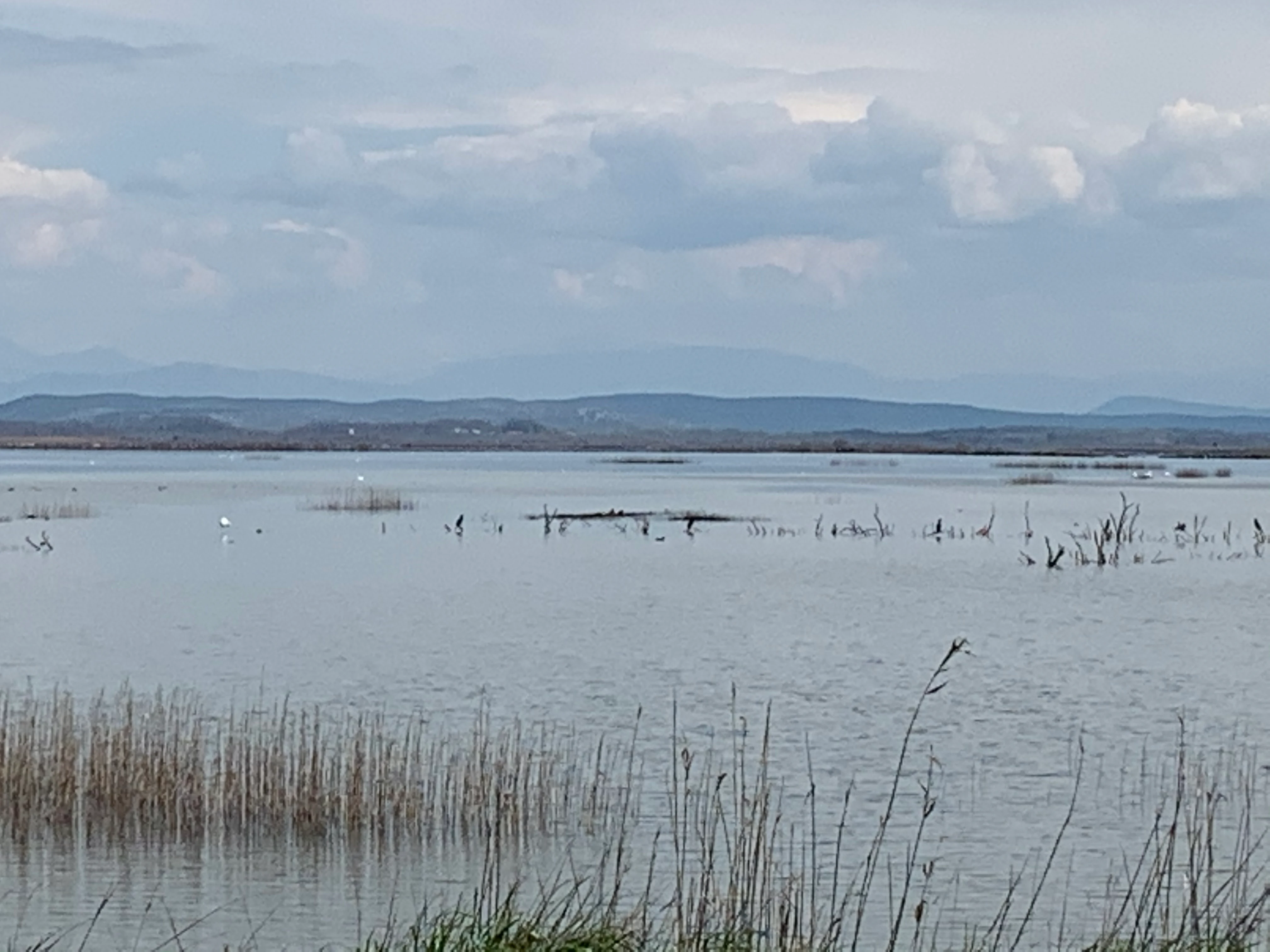 A wide shot of a calm, shallow salt pan wetland with scattered reeds and distant rolling hills under a cloudy sky.