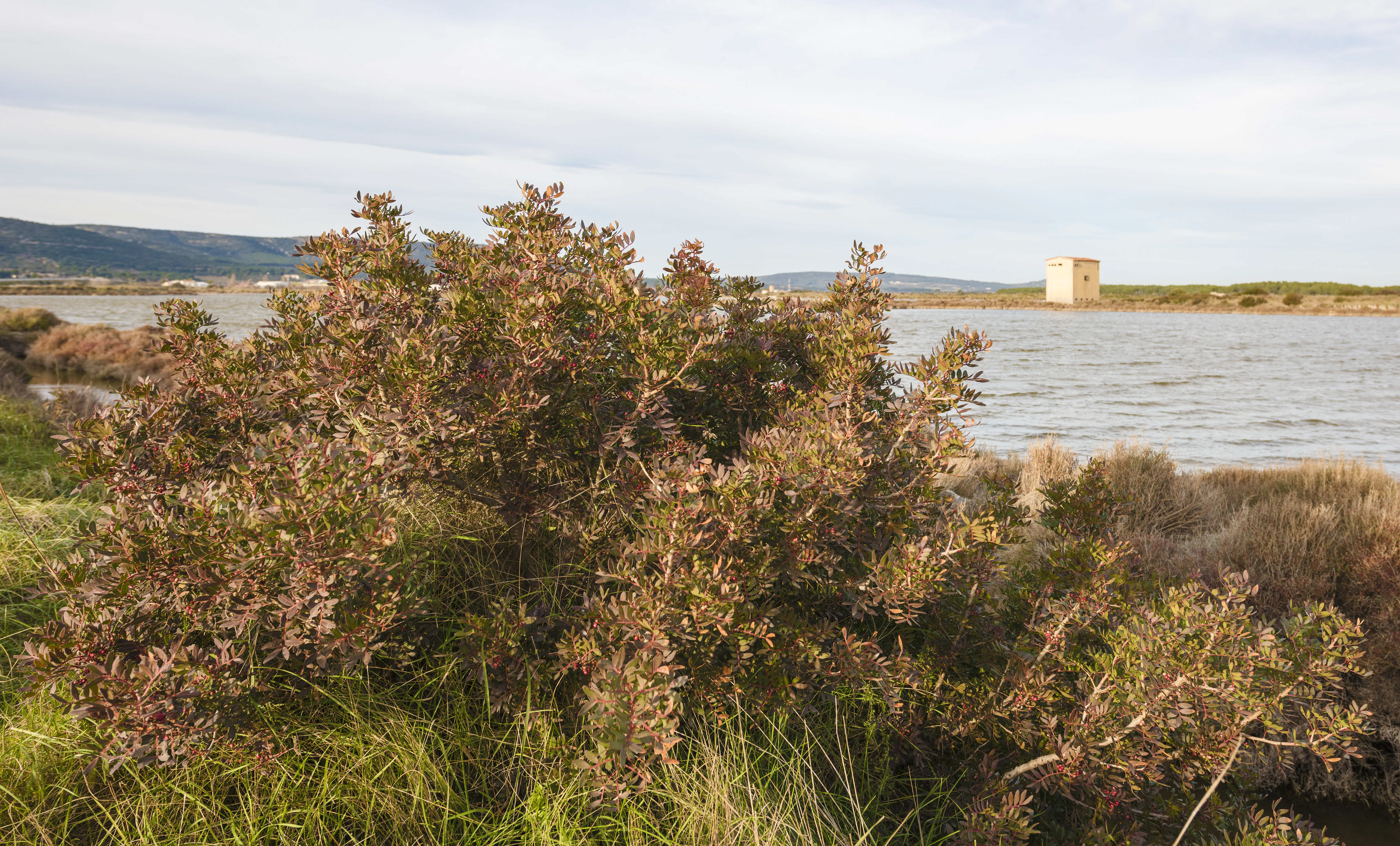 A medium-sized bushy tree with reddish-green leaves in the foreground, with calm wetland water and a small building in the background.