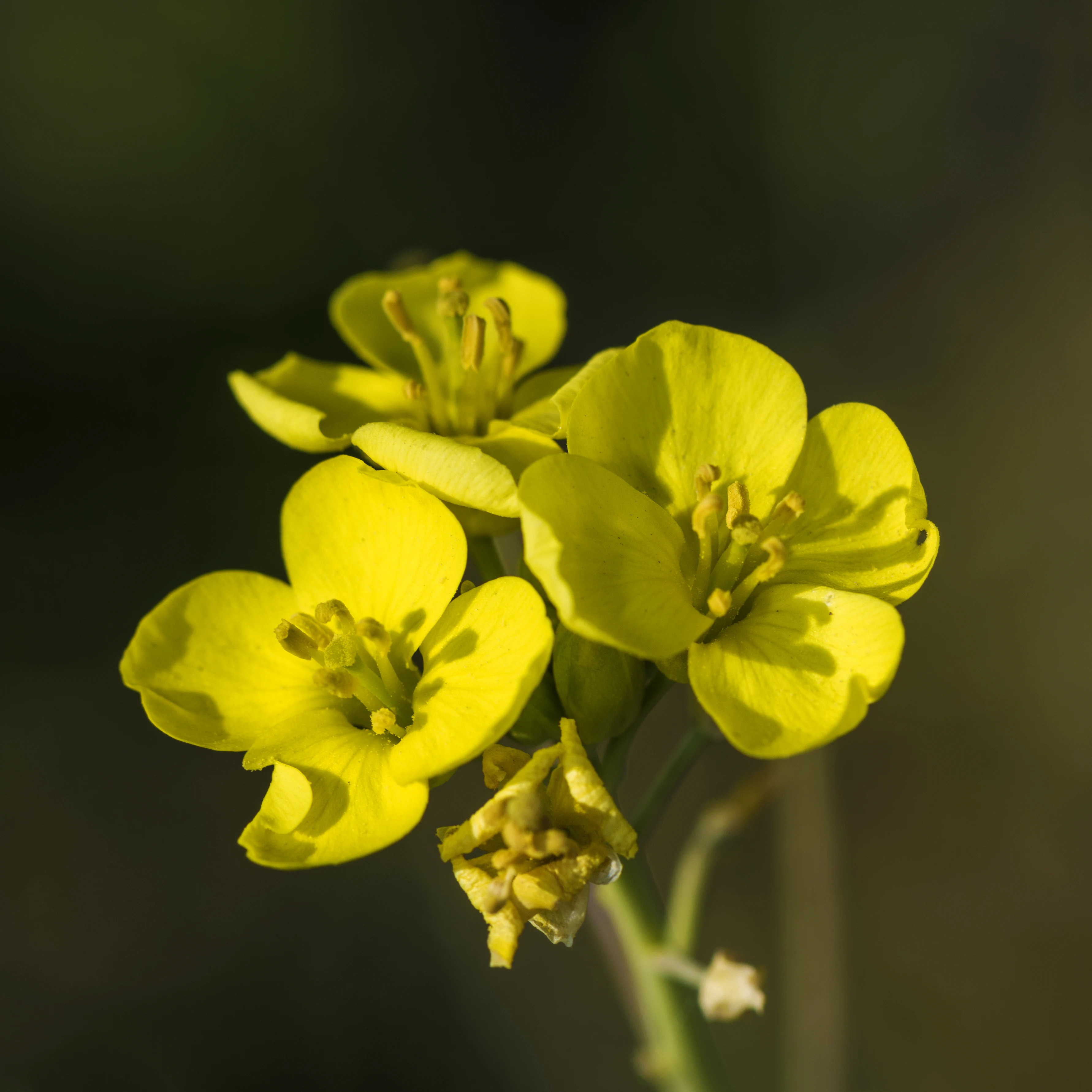 A cluster of vibrant yellow four-petaled flowers belonging to the Erysimum rhaeticum plant, set against a dark, blurred background.