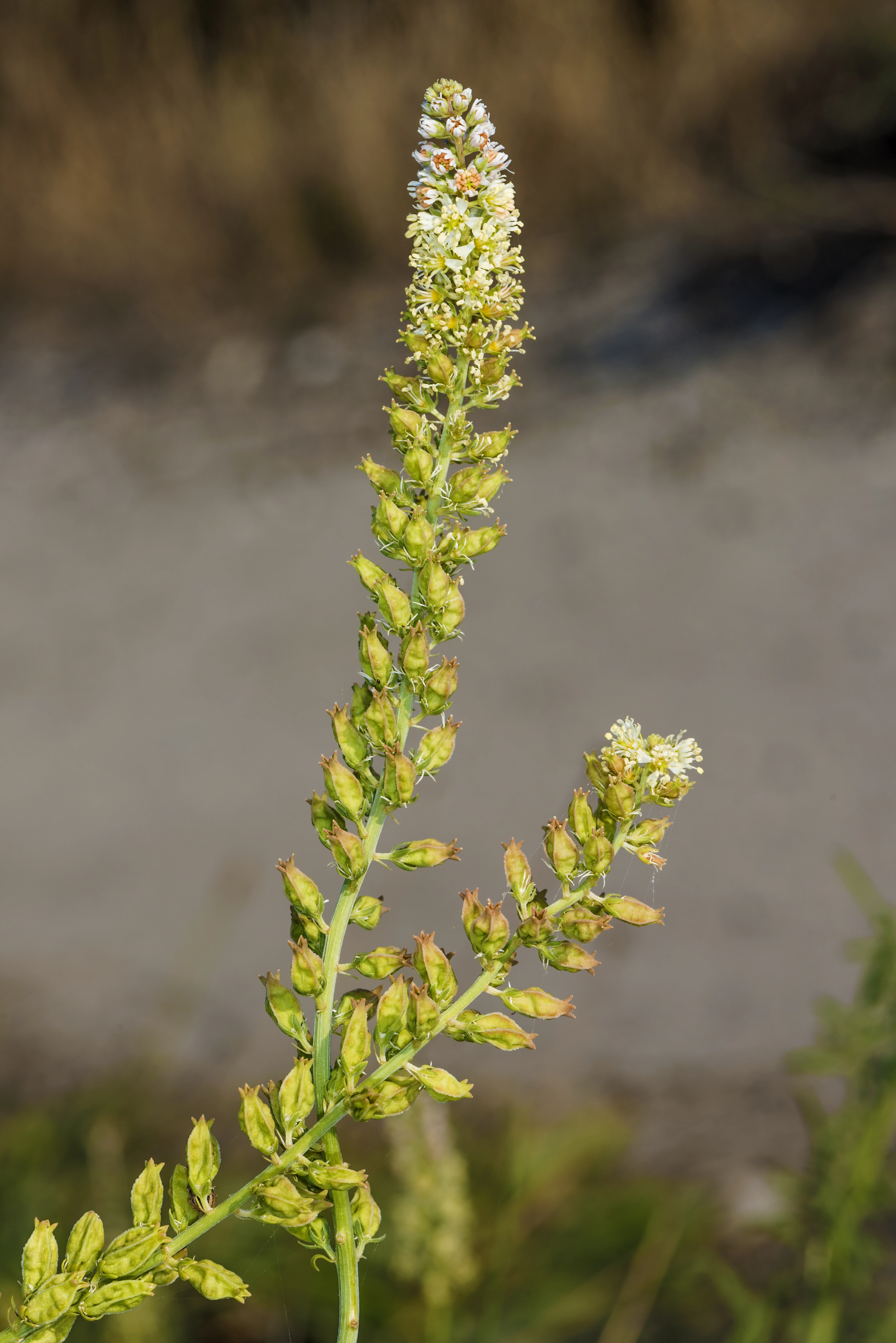 A close-up view of a Reseda alba plant showing its upright, spike-like flower clusters with small white blossoms and green, pod-like buds, set against a blurred background.