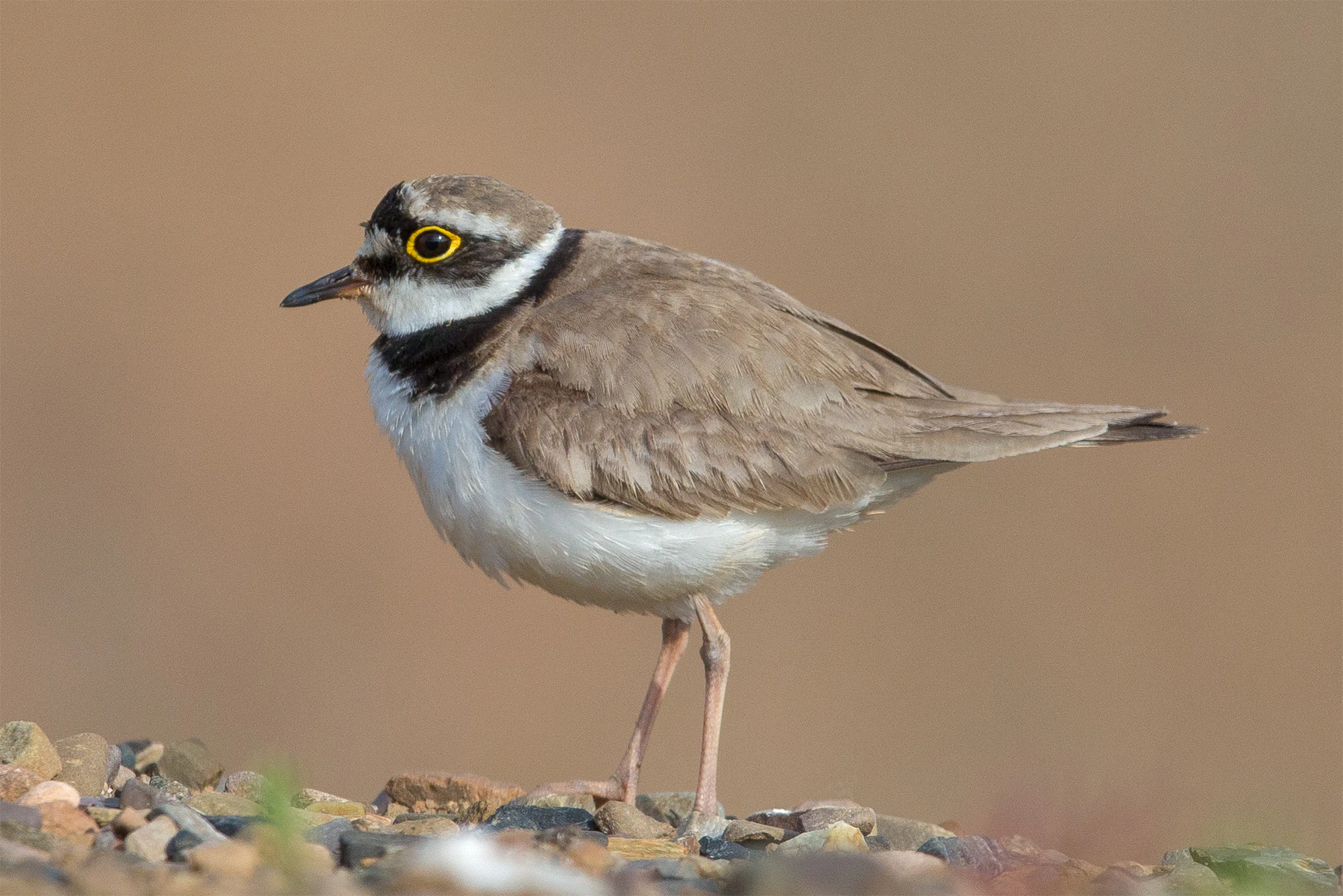 A side profile view of a little ringed plover with its characteristic yellow eye ring, standing on a bed of small pebbles.