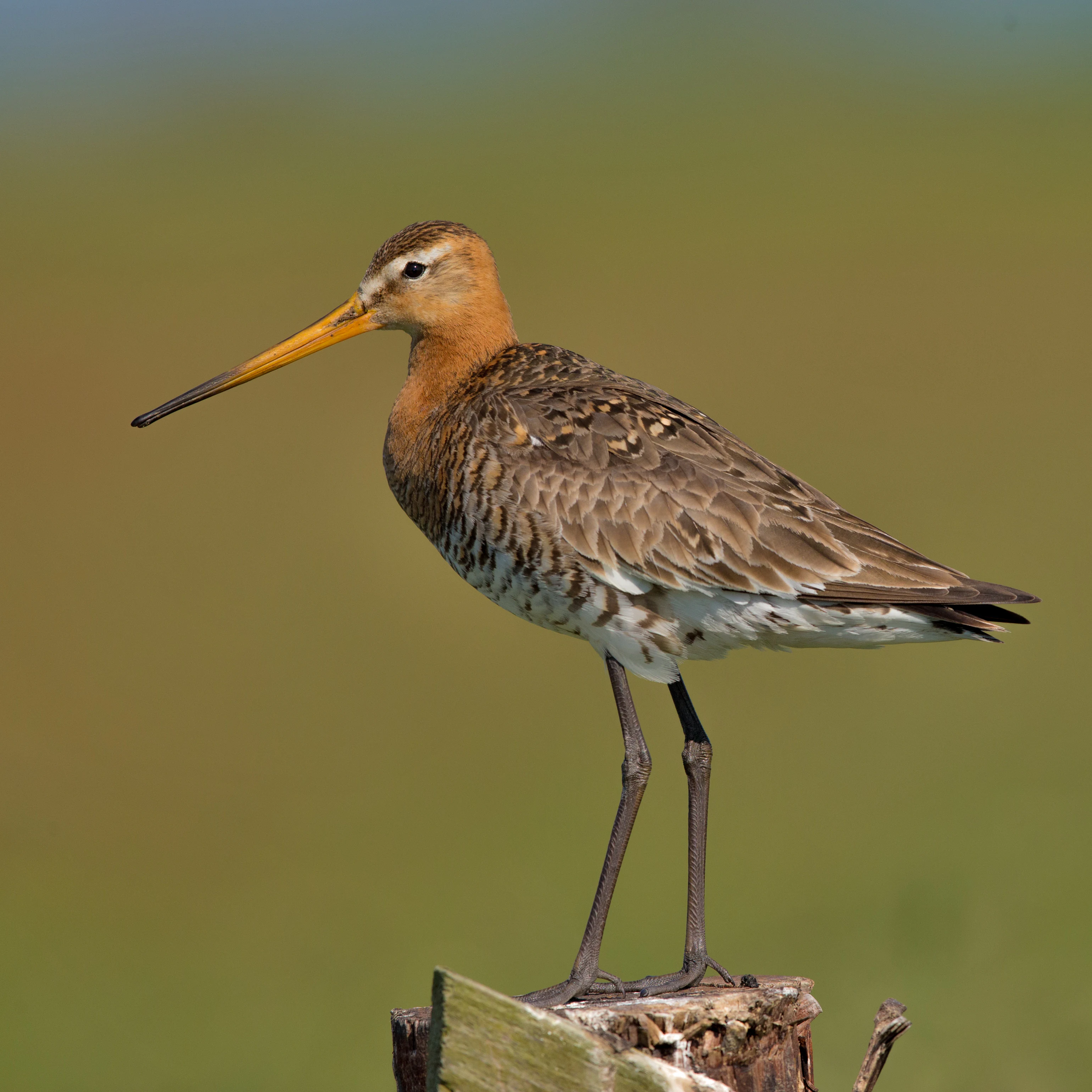 A side profile of a Black-tailed Godwit with a long, orange-tipped bill and brownish mottled feathers, standing on a wooden post against a blurred green background.