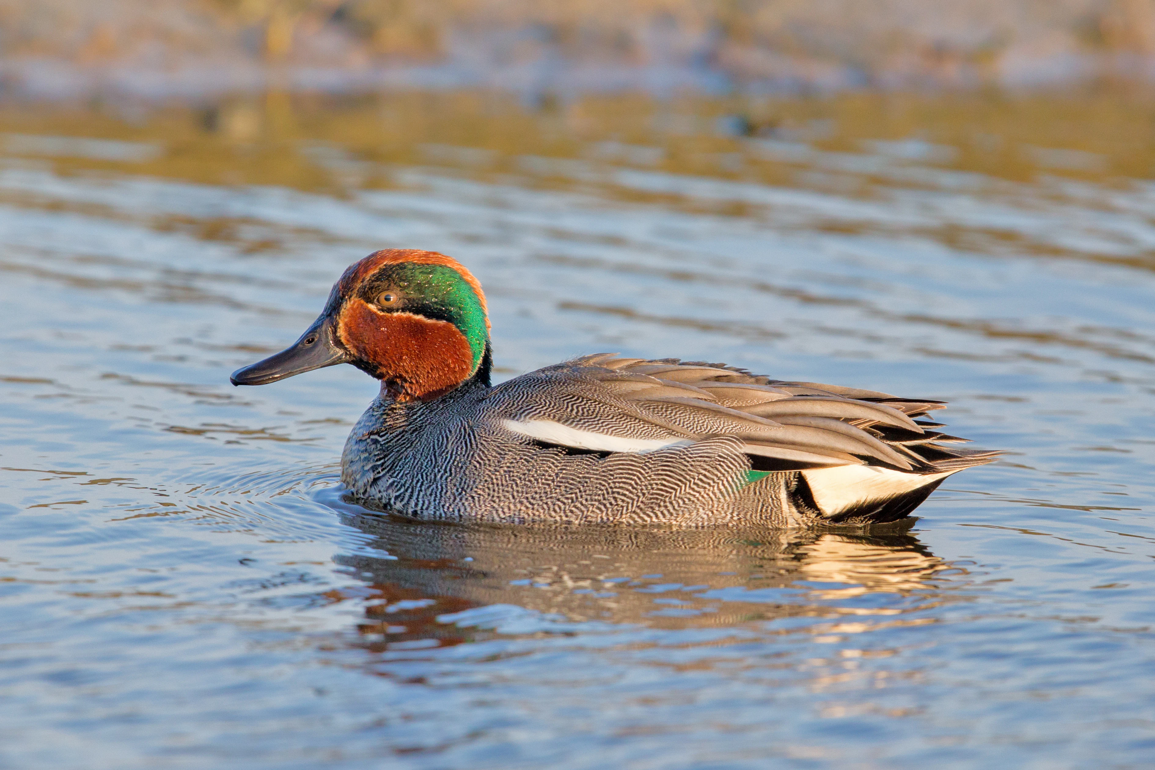 A male Eurasian teal with its distinctive green and chestnut head plumage, swimming in calm water.