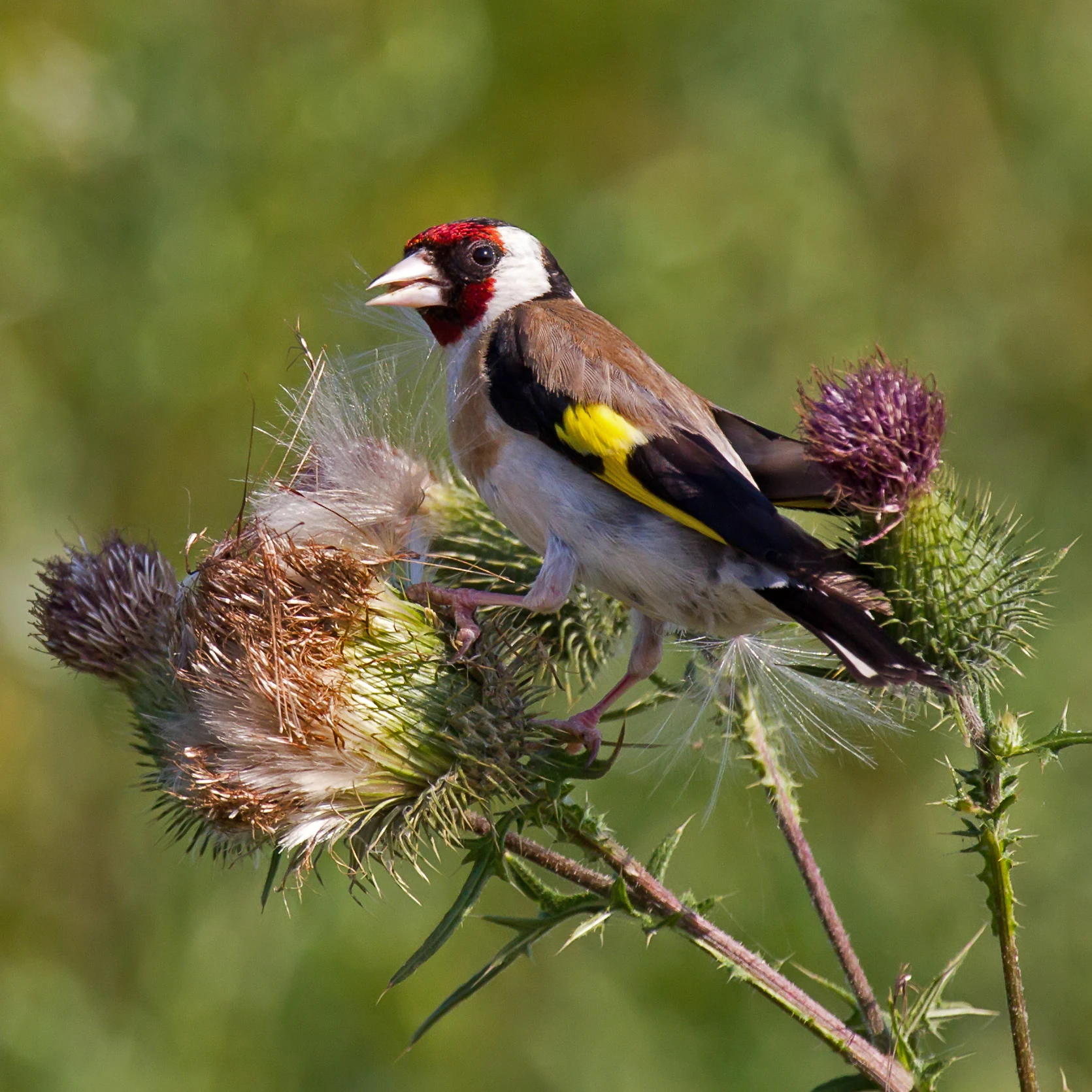 A European goldfinch with a red face and yellow wing patches perched on a spiky thistle flower against a soft green background.