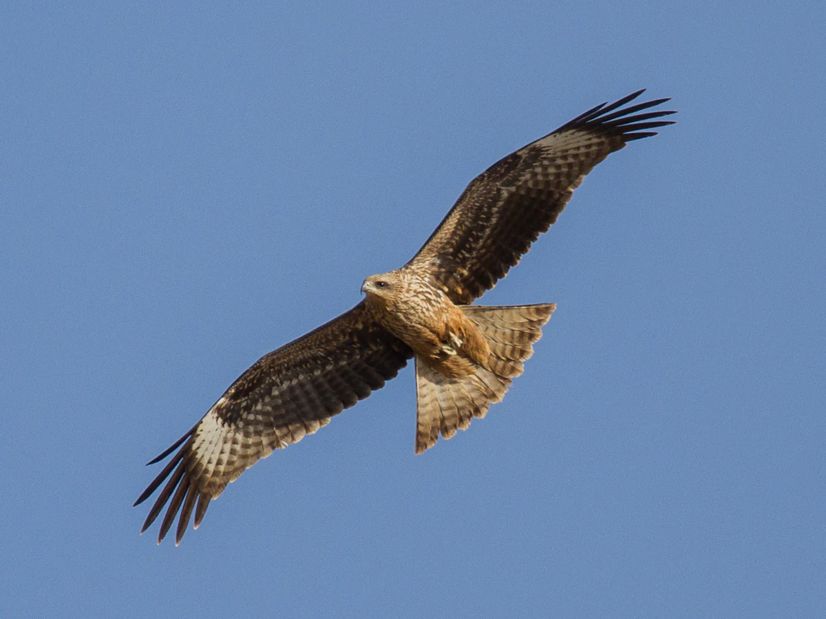 A black kite soaring with wings spread against a clear blue sky.