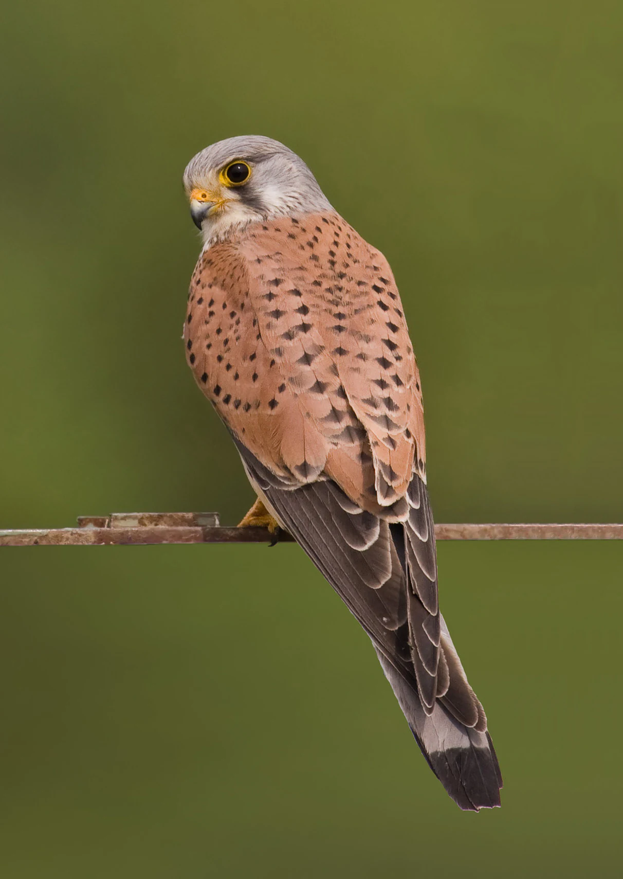A side profile of a common kestrel with brown and spotted feathers perched on a thin horizontal metal wire against a blurred green background.