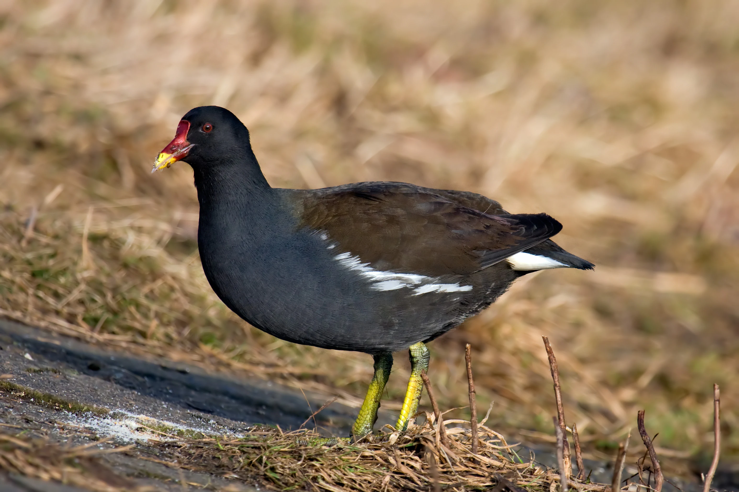 A common moorhen standing on a patch of dry ground with its distinctive red frontal shield and yellow bill visible.