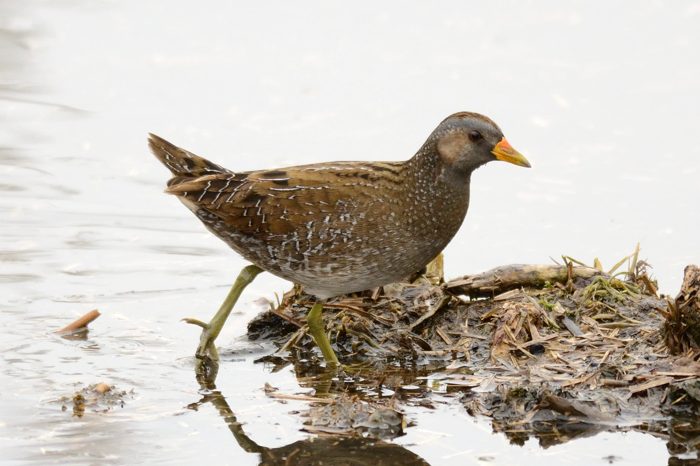 A spotted crake, a small waterbird with brown speckled plumage and a yellowish-orange bill, stands on muddy vegetation at the edge of a pond.