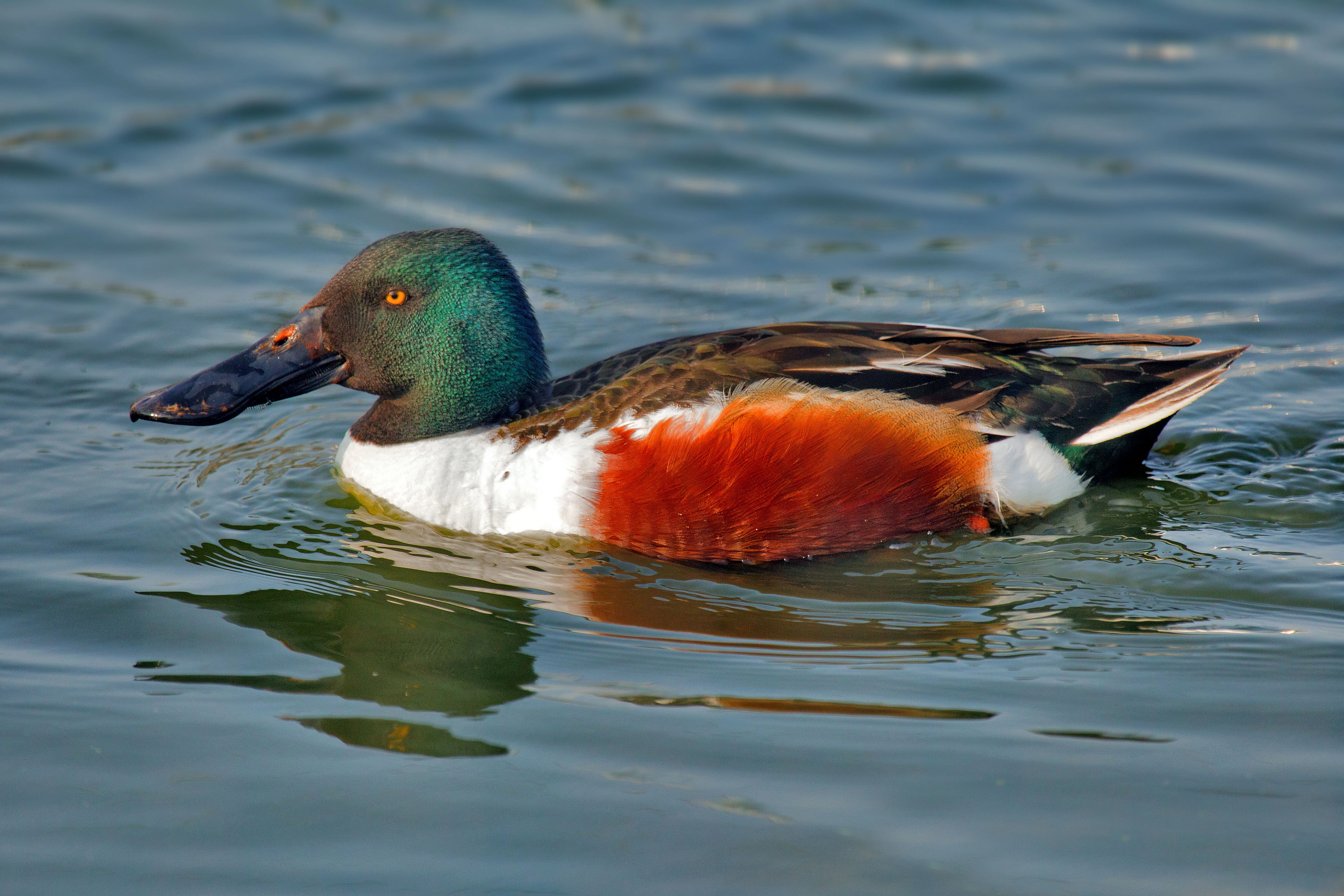 A male Northern Shoveler with a distinctive iridescent green head, white chest, and chestnut-colored flanks swimming on calm water.