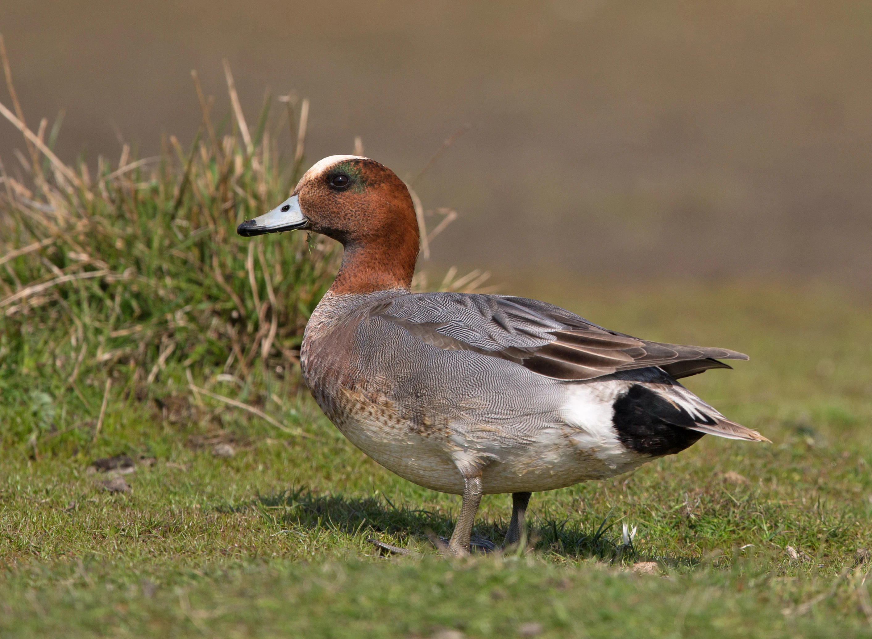 A male Eurasian Wigeon duck with a distinctive chestnut head, cream forehead, and grey body, standing on short grass near a water's edge.
