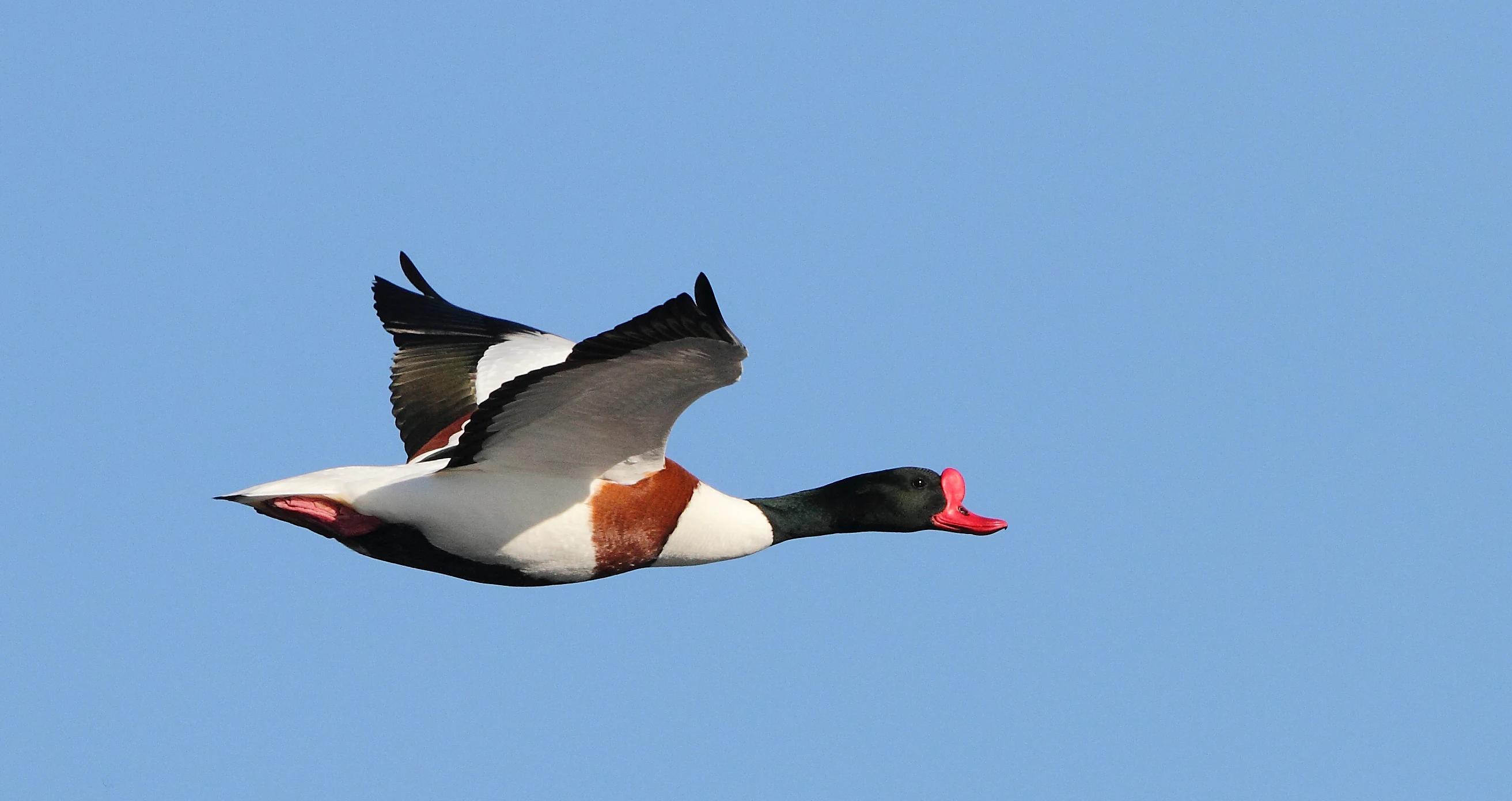 A side view of a common shelduck with white, black, and chestnut plumage flying against a clear blue sky.