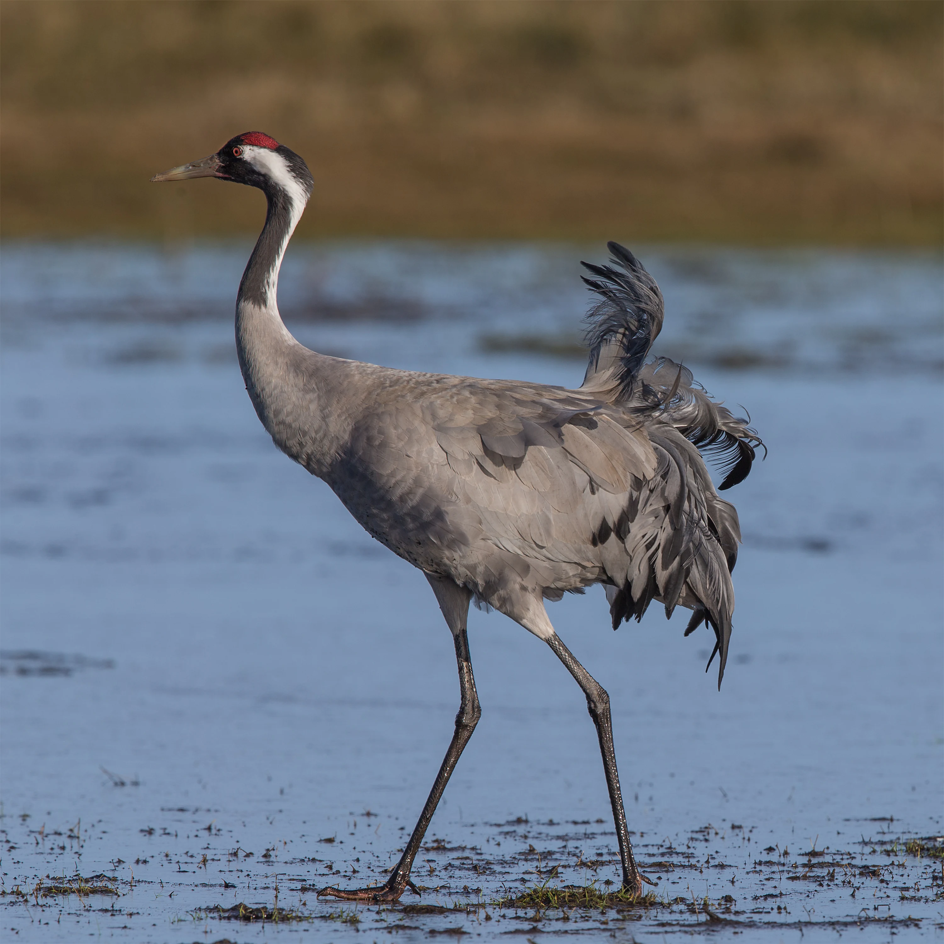 A side profile shot of a common crane standing in shallow wetland water, with its grey plumage and distinctive red crown visible.