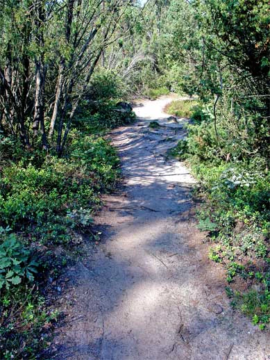 A dirt trail surrounded by green shrubs and trees with sunlight filtering through the foliage