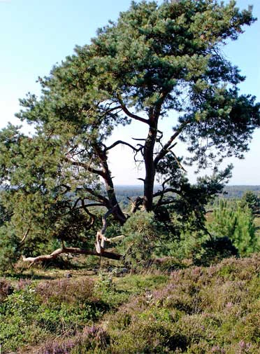 A tall pine tree with sprawling branches stands amid purple heather and green shrubs under a clear blue sky.