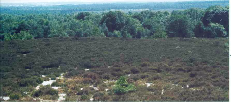 Heathland landscape with scattered shrubs and dense forest in the background