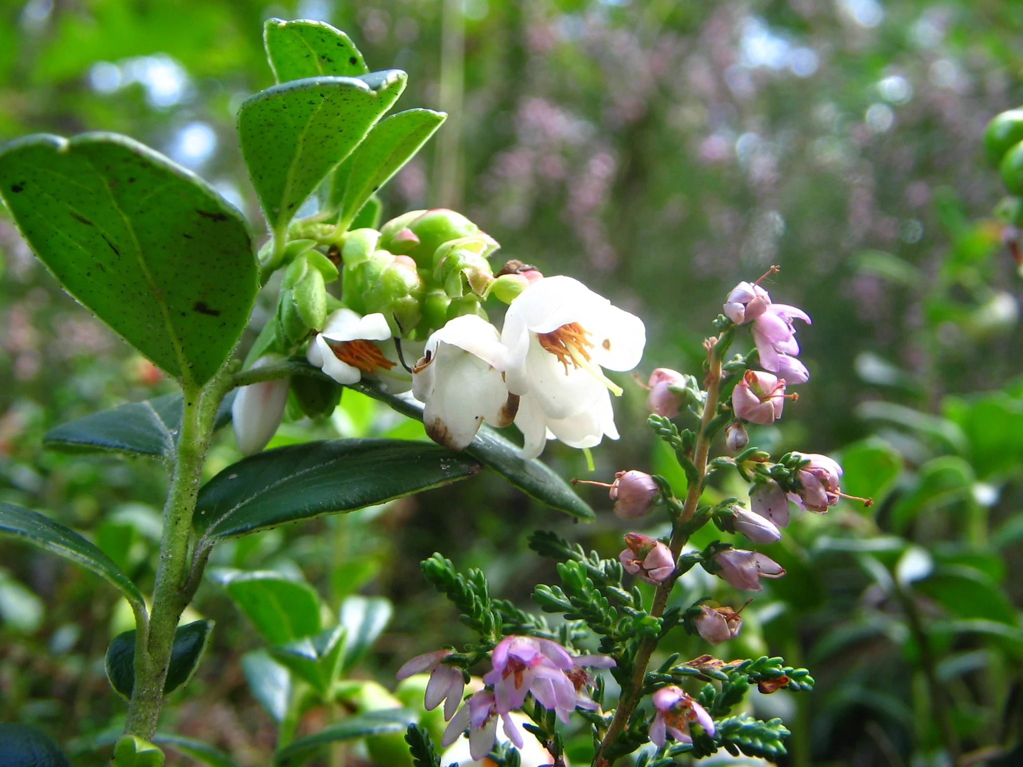 Close-up of Vaccinium vitis-idaea plant with white and pink flowers and green leaves