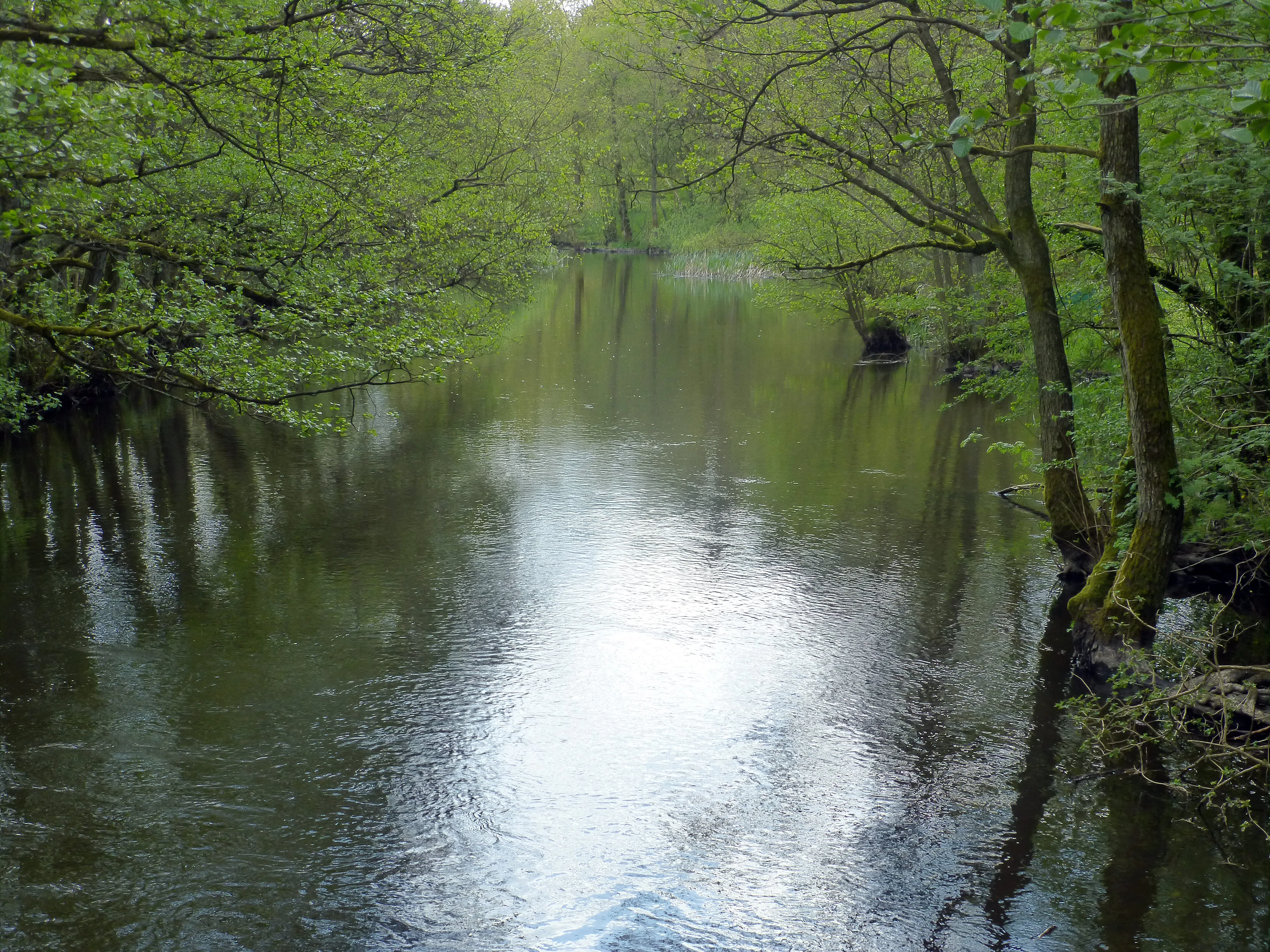 A peaceful, narrow river flows through a dense forest with green trees overhanging the water.