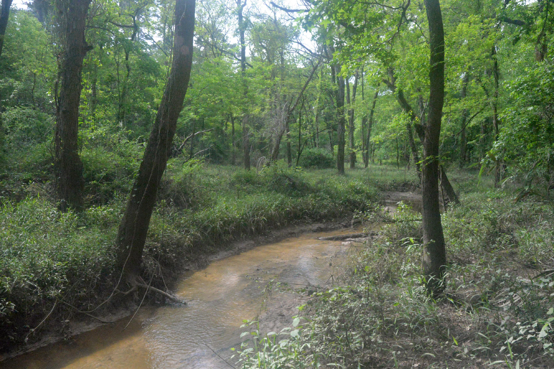 A narrow, dirt-colored creek winds through a dense, green hardwood forest in Sam Houston National Forest.