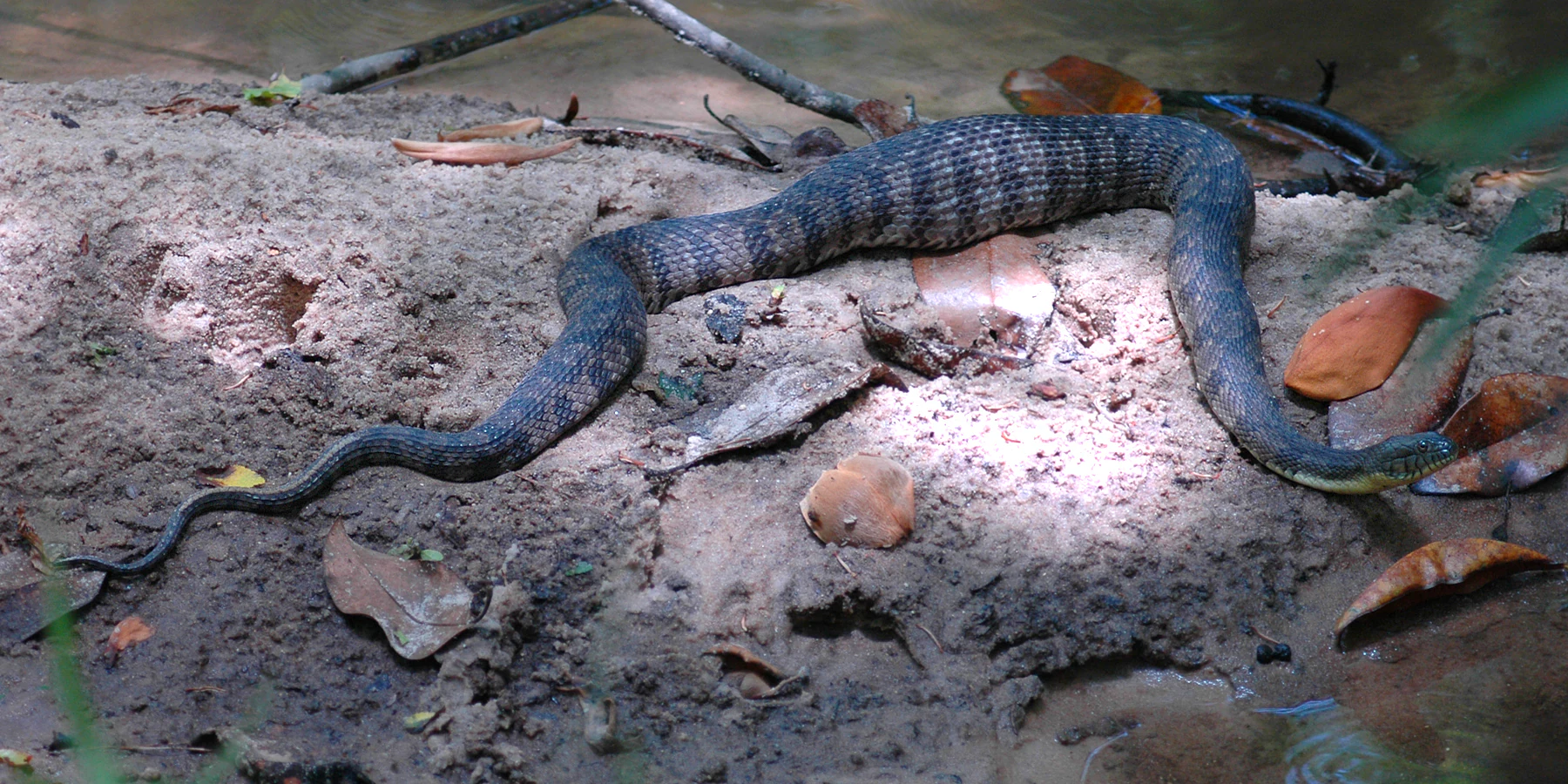 A diamondback watersnake with a dark, patterned body rests on a sandy riverbank surrounded by dry leaves.