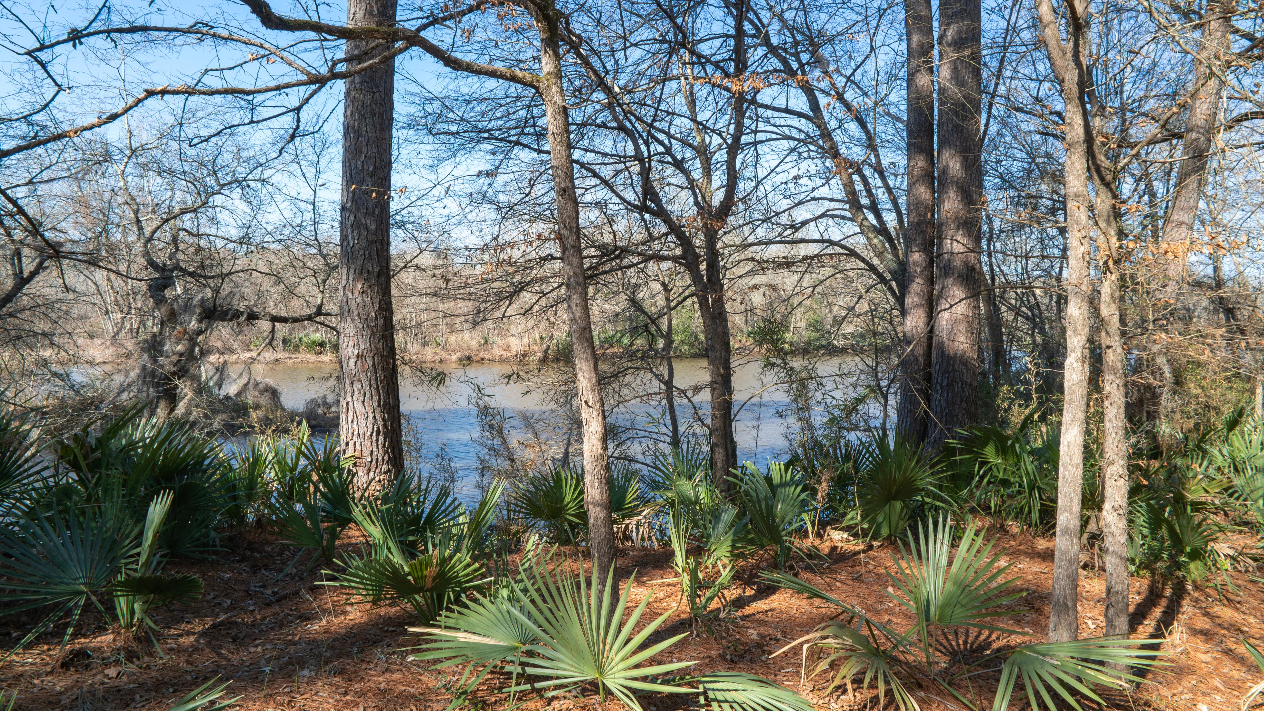 A view of a lake shoreline seen through a foreground of palmetto plants and tall pine trees in a forest setting.