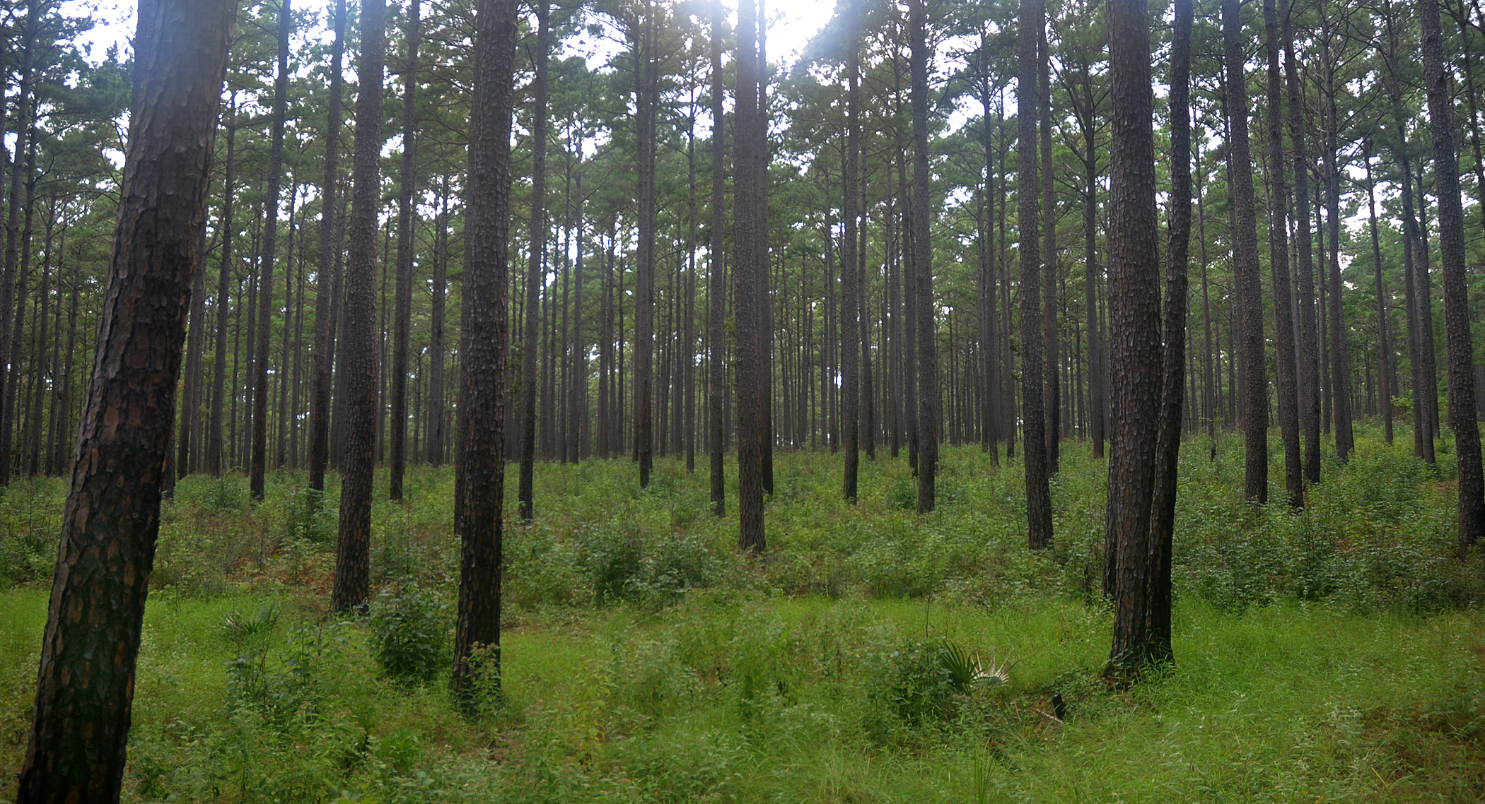 A view into a dense forest of tall pine trees with straight, dark trunks, with a low understory of green grasses and shrubs.