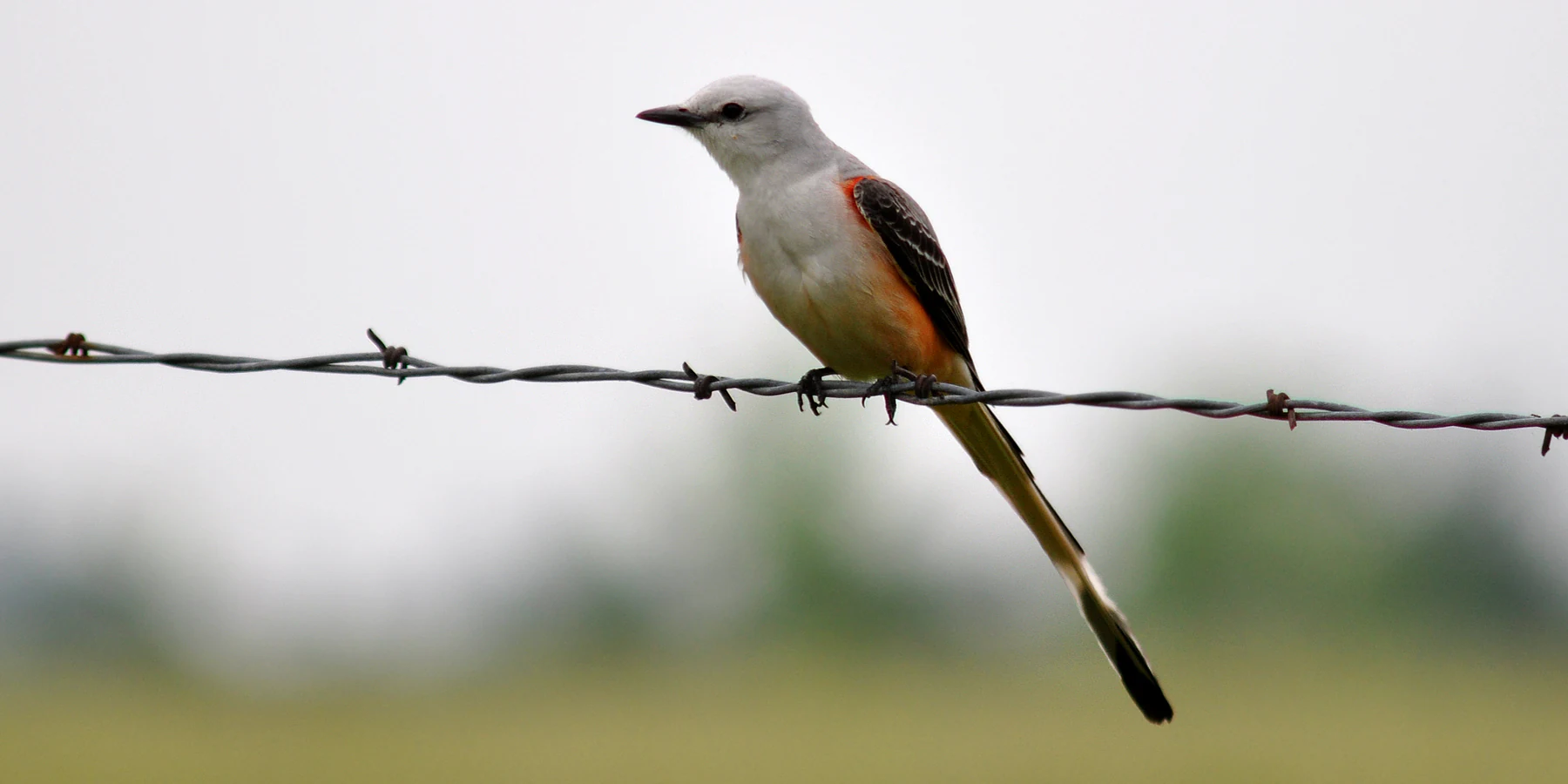 A Scissor-tailed Flycatcher bird with light grey and salmon-pink feathers perched on a single strand of barbed wire against a blurred green background.