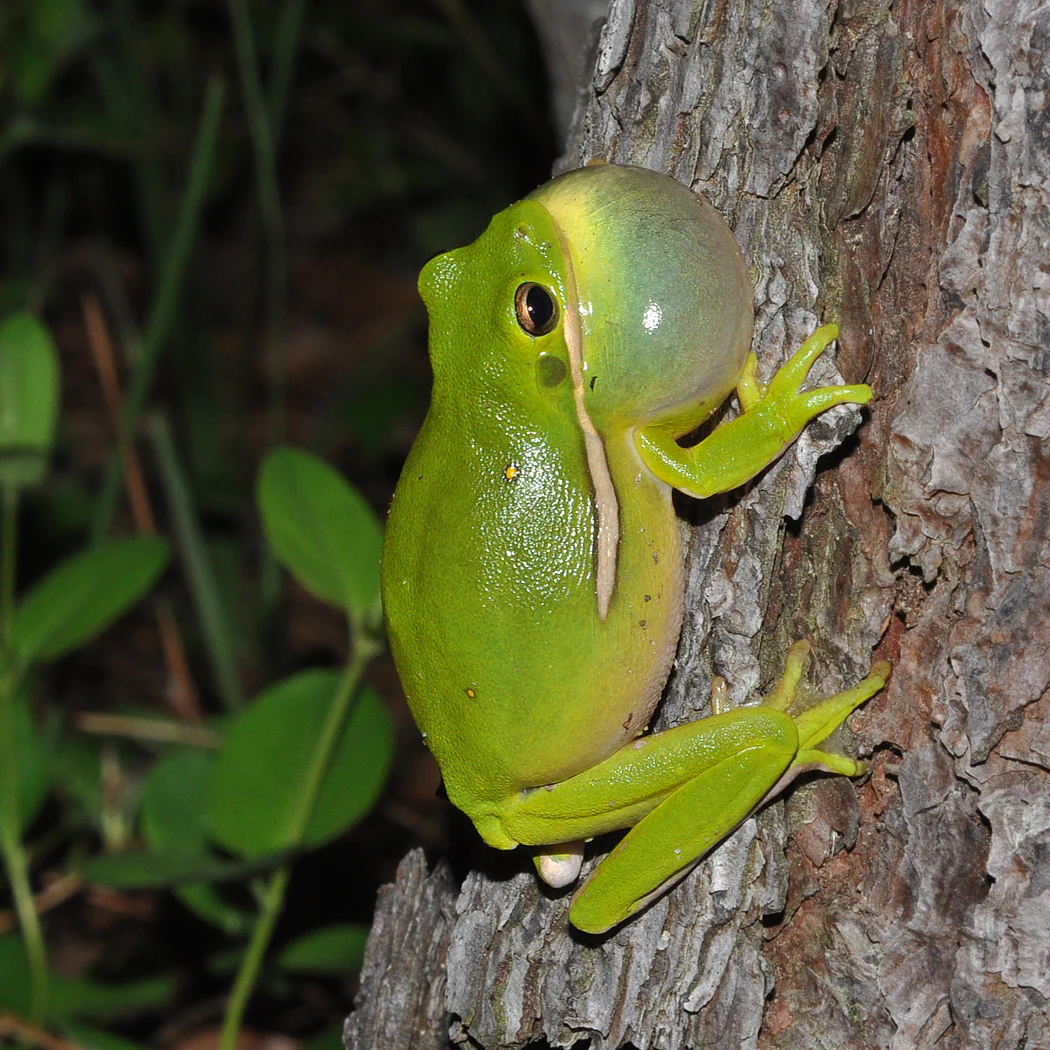A bright green treefrog with an inflated vocal sac perched vertically on rough pine tree bark.