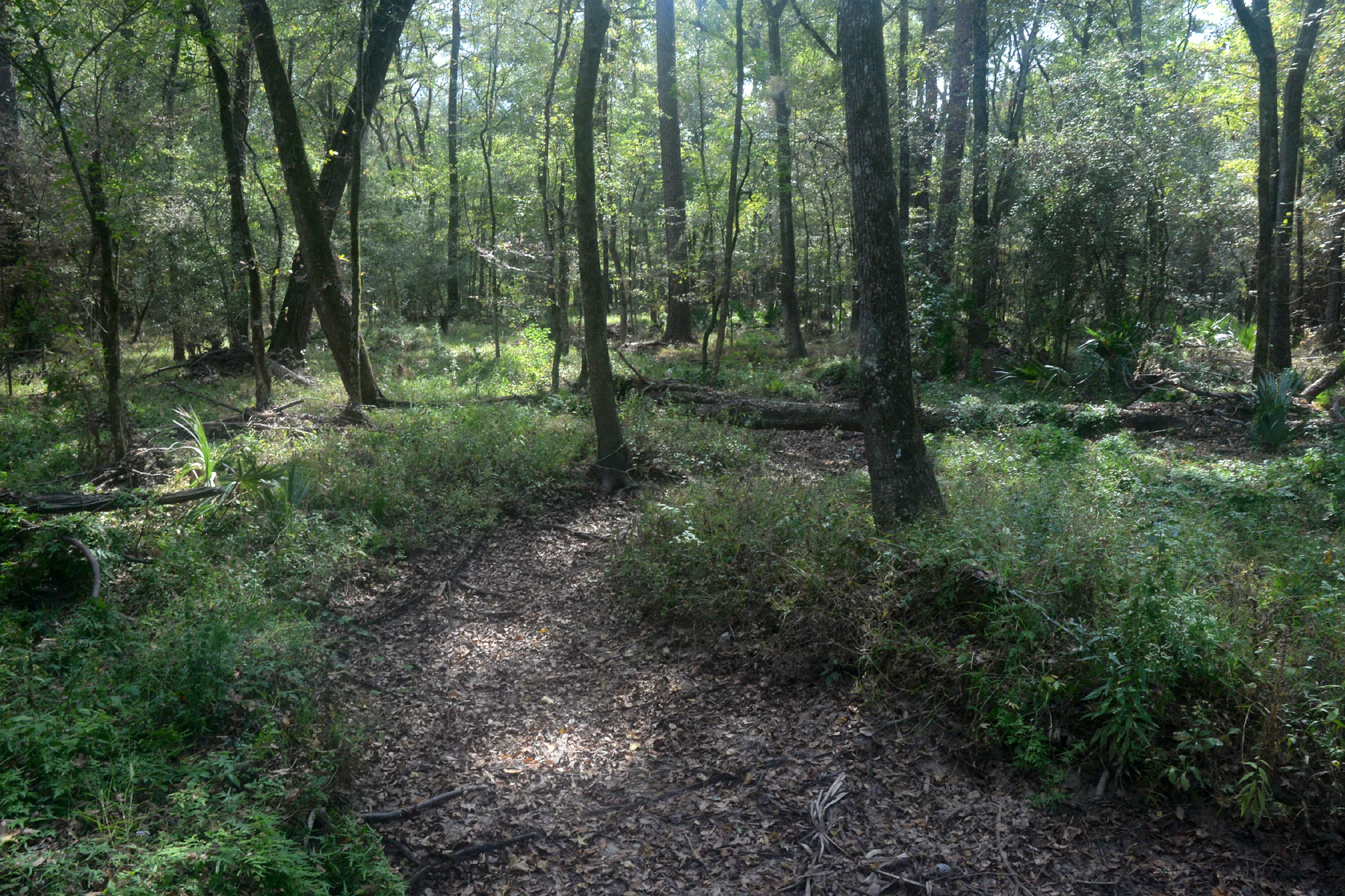 A dirt hiking trail curves through a lush, green forest with dappled sunlight filtering through the canopy and fallen logs on the forest floor.