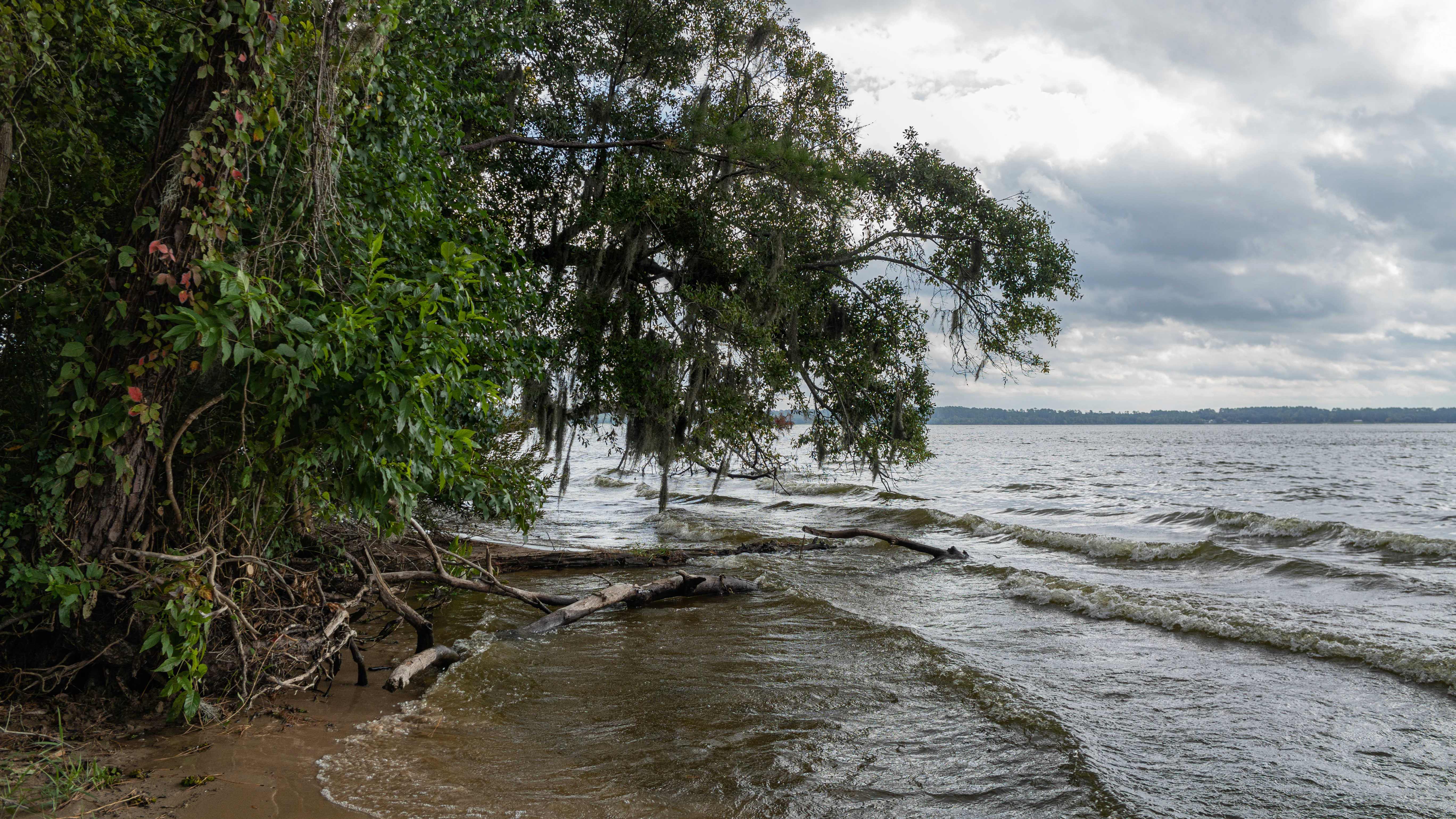 A lakeshore scene with green trees hanging over the water, driftwood on the sand, and ripples on the lake under a cloudy sky.