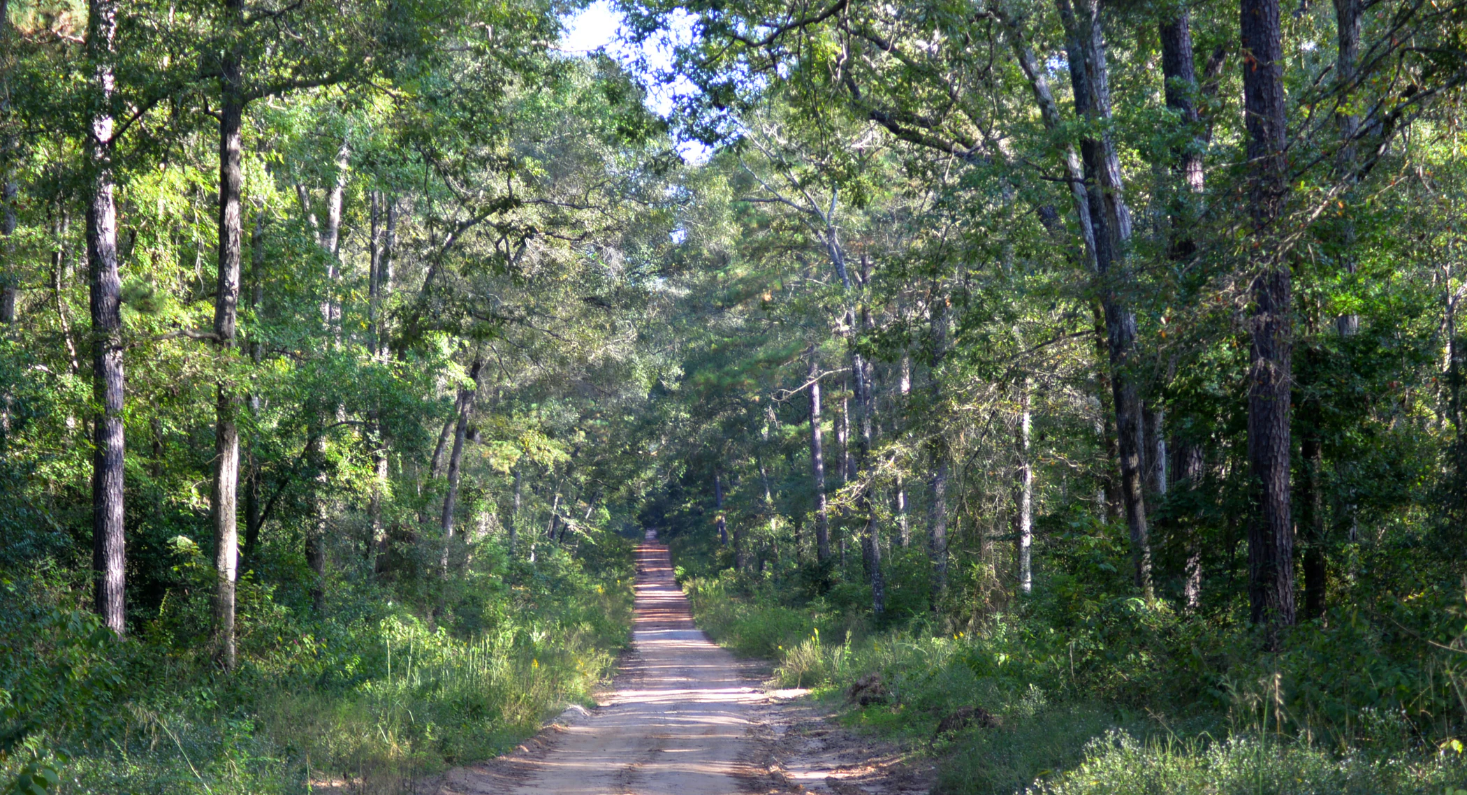 A dirt path extends into the distance through a dense forest of pine and deciduous trees in Texas.