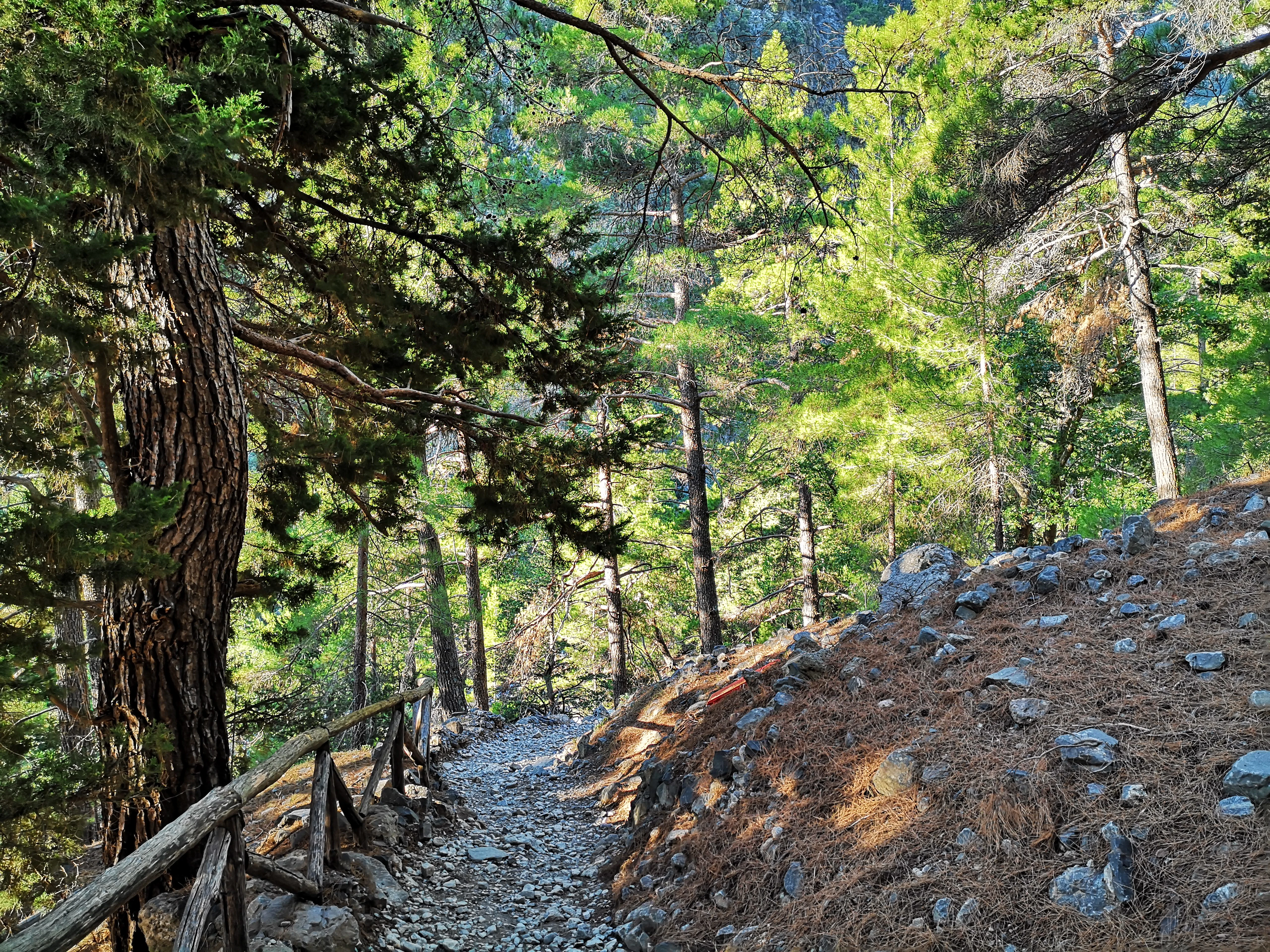 A narrow, rocky hiking trail curves through a dense forest of pine trees with a simple wooden log fence running along the left side.