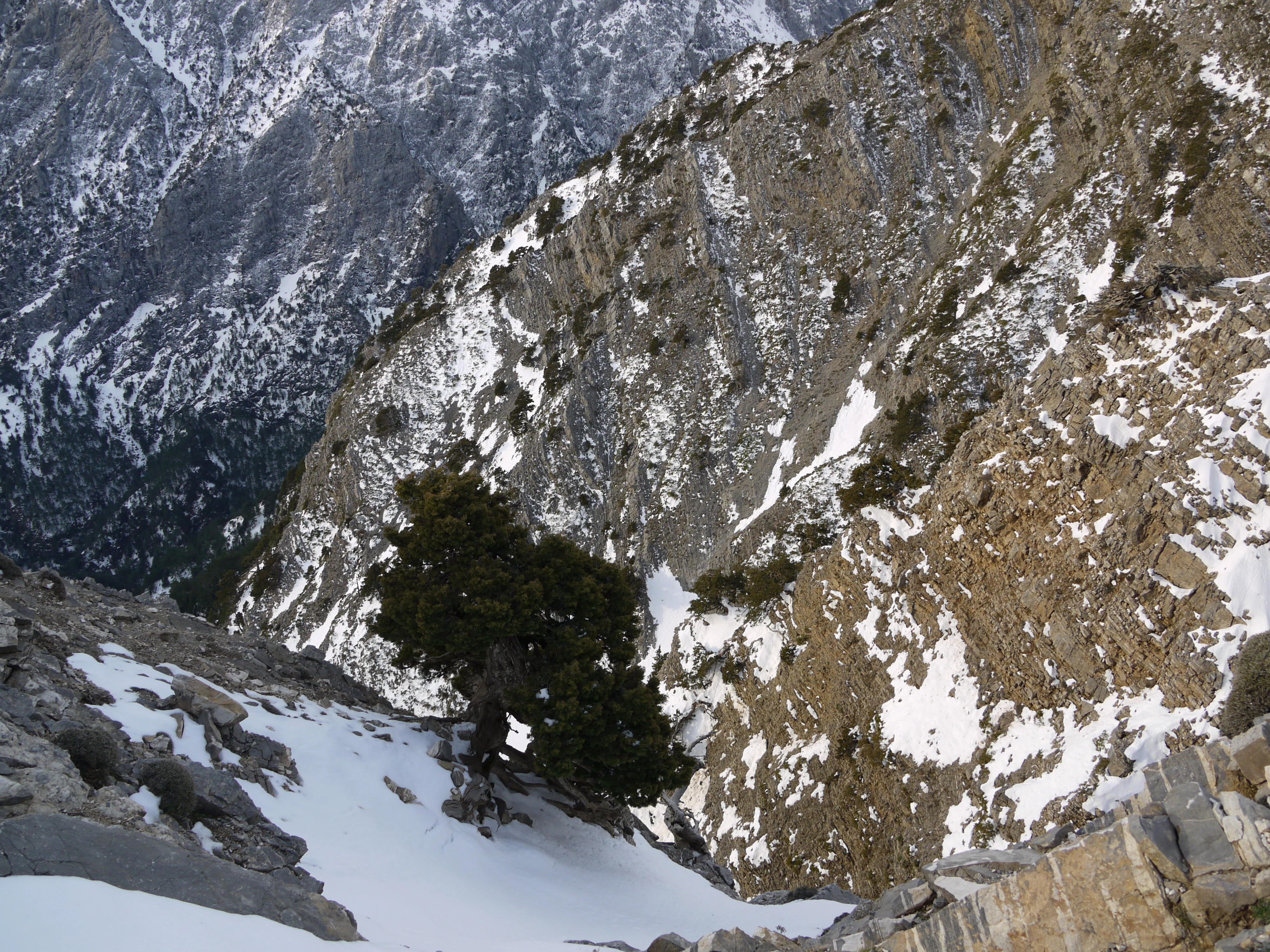 A steep, rocky, snow-covered mountainside descending into a deep gorge, with a dark evergreen tree standing out against the snow.