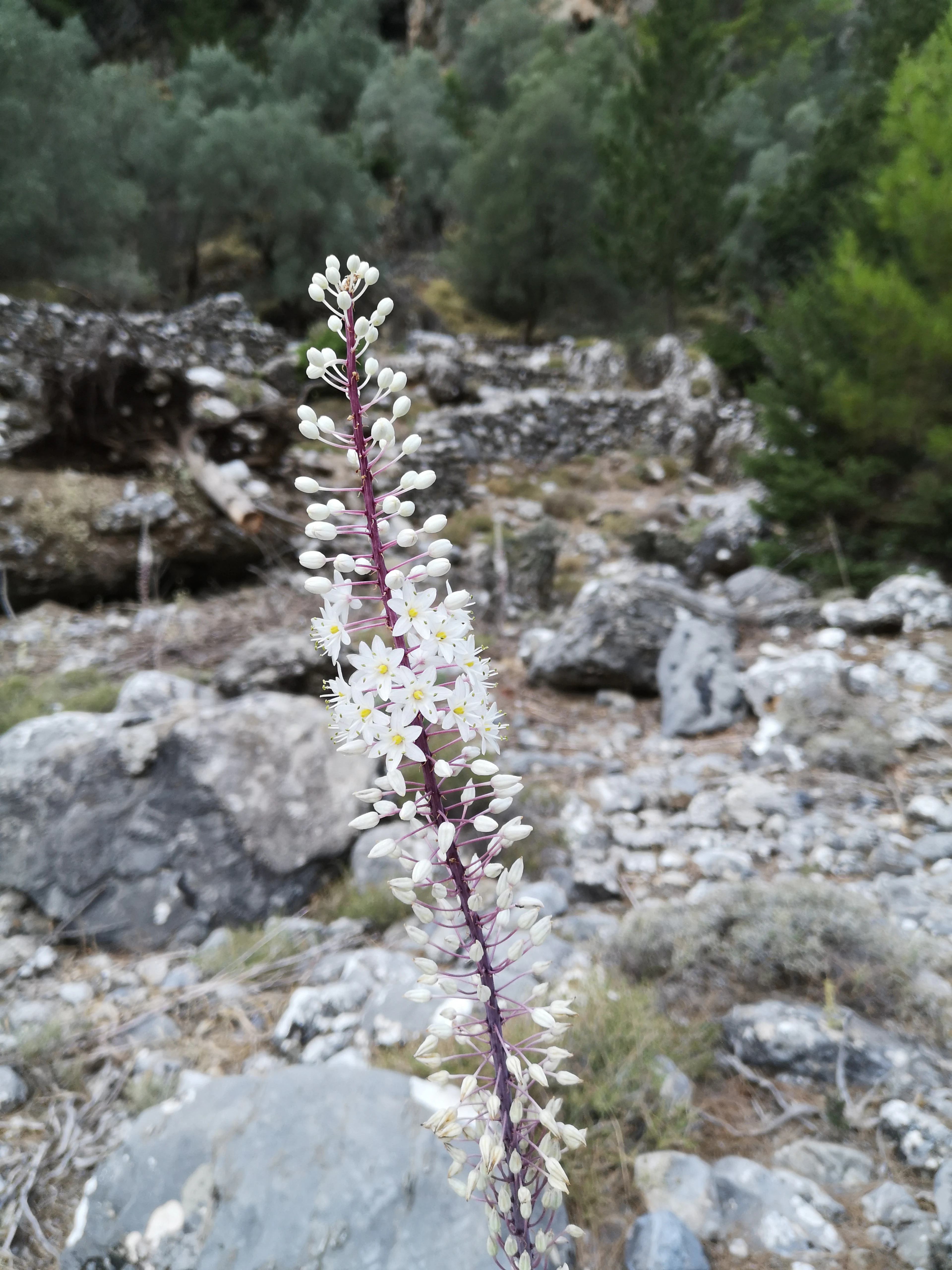 A close up of a tall, thin plant spike with small white, star-shaped flowers and buds, positioned against a blurred background of rocky terrain and green trees.