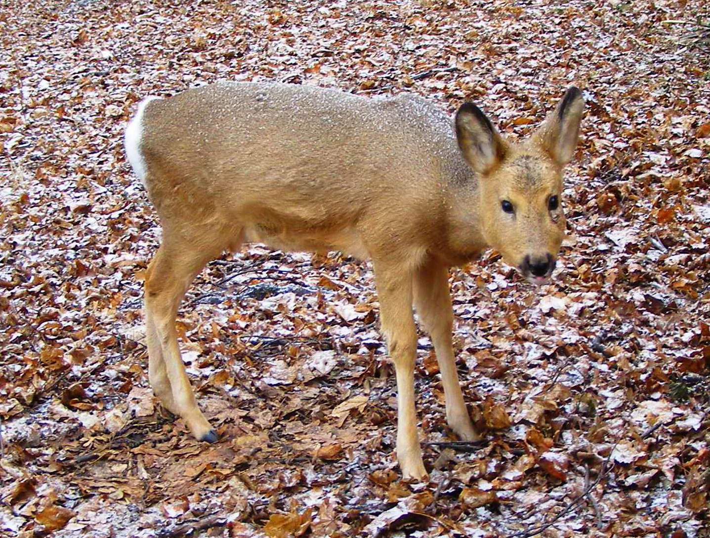 A young Siberian roe deer standing in profile on a forest floor covered with brown fallen leaves and a dusting of snow.