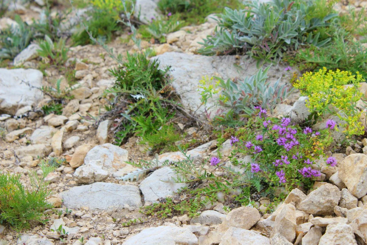 A close up view of rocky soil covered in small light colored limestone rocks, interspersed with green leafy plants, yellow flowers, and small clusters of purple flowers.